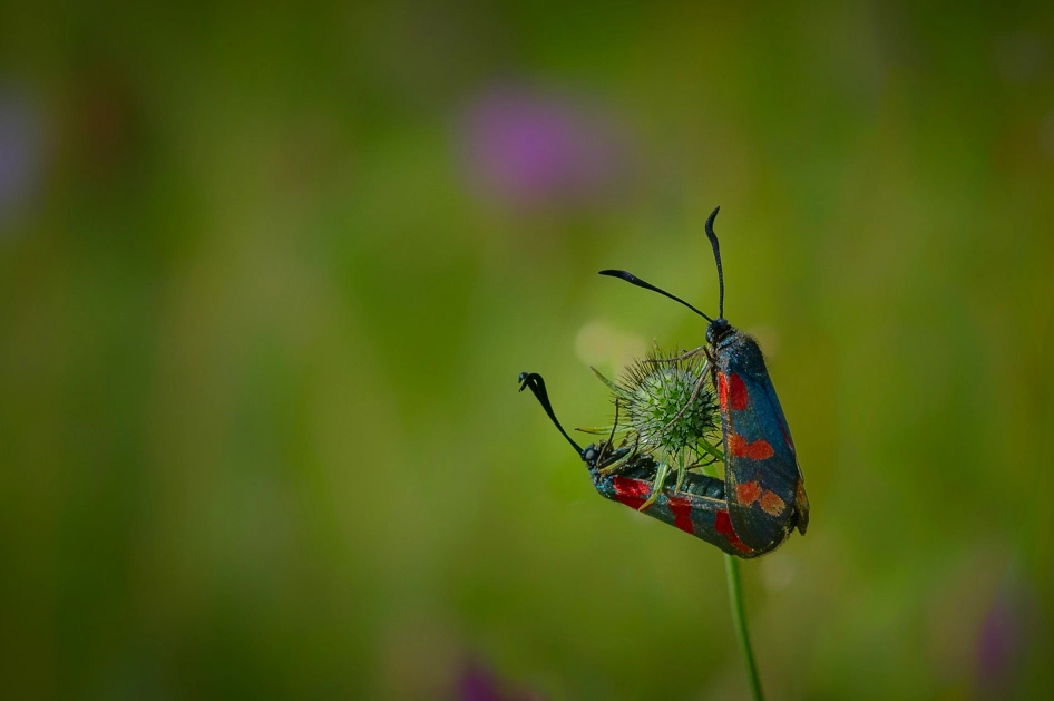 Nikon D3S + Sigma 150mm F2.8 EX DG Macro HSM sample photo. Widderchen,zygaenidae photography