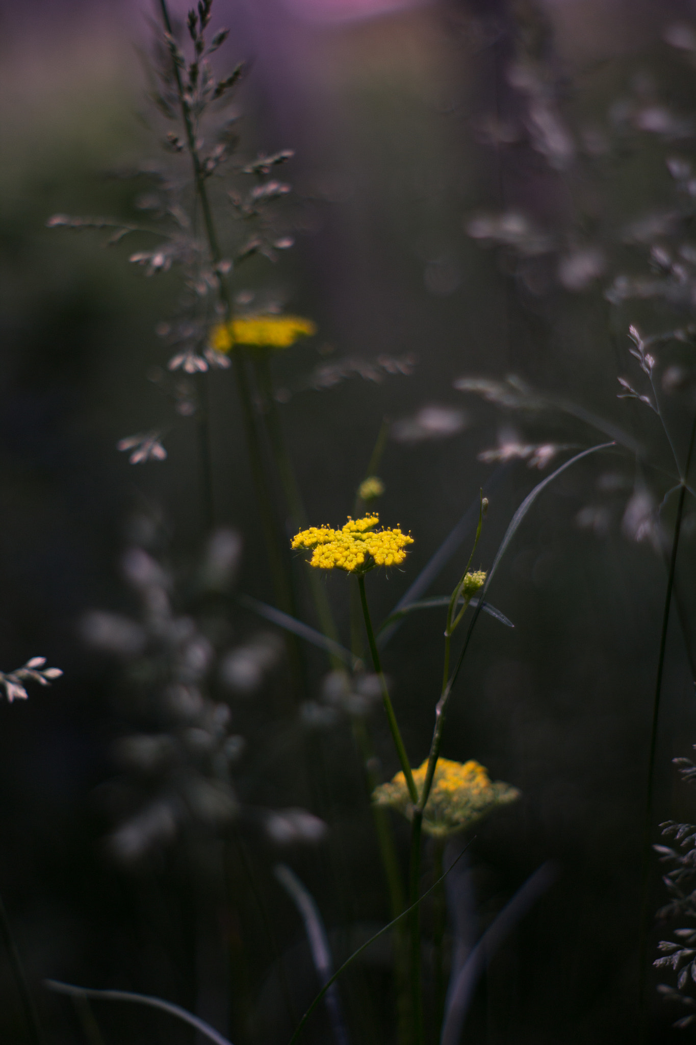Canon EF 35-80mm f/4-5.6 sample photo. Split toning photography