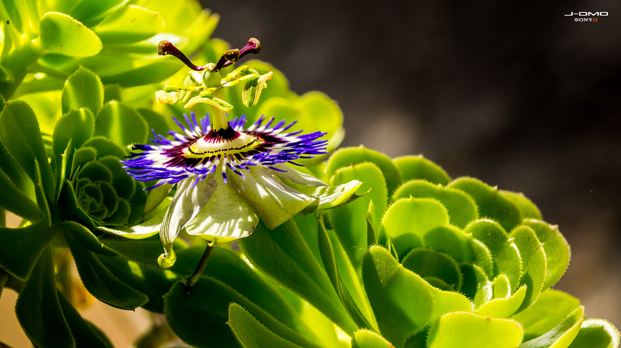 Sony SLT-A33 + Tamron 18-270mm F3.5-6.3 Di II PZD sample photo. La flor de la pasión  photography