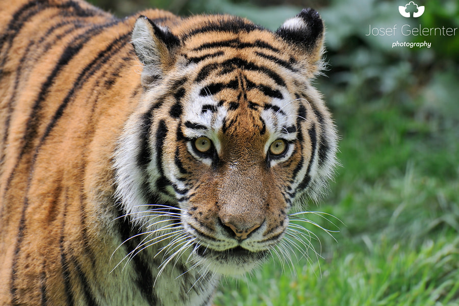 Nikon D3S sample photo. Siberian tigress photography