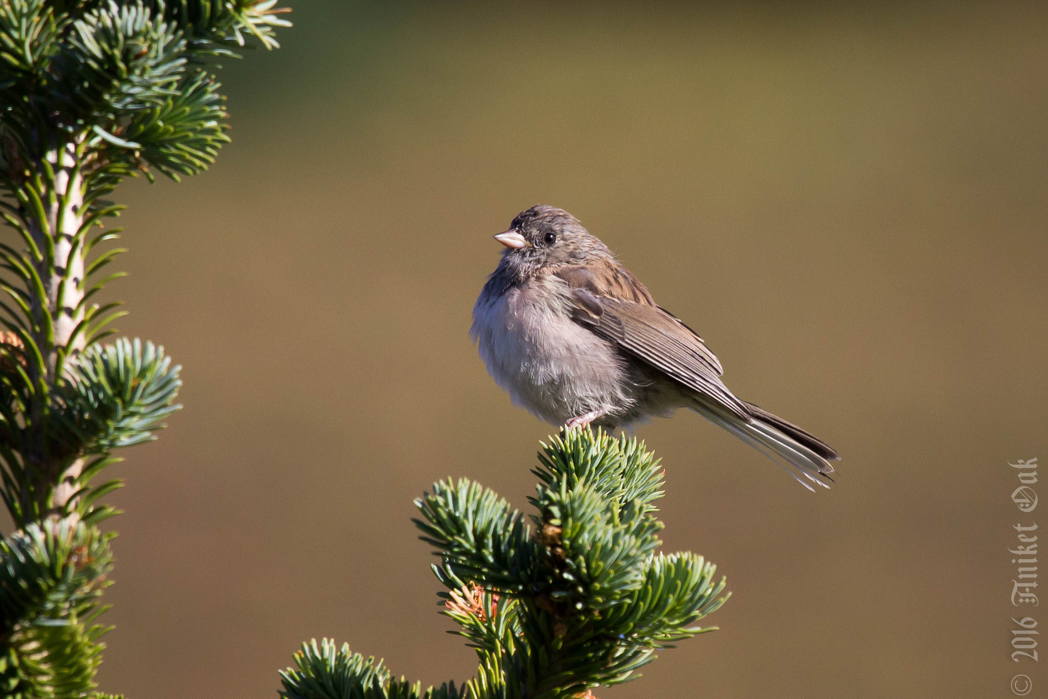 Canon EF 100-400mm F4.5-5.6L IS USM sample photo. Little bird photography