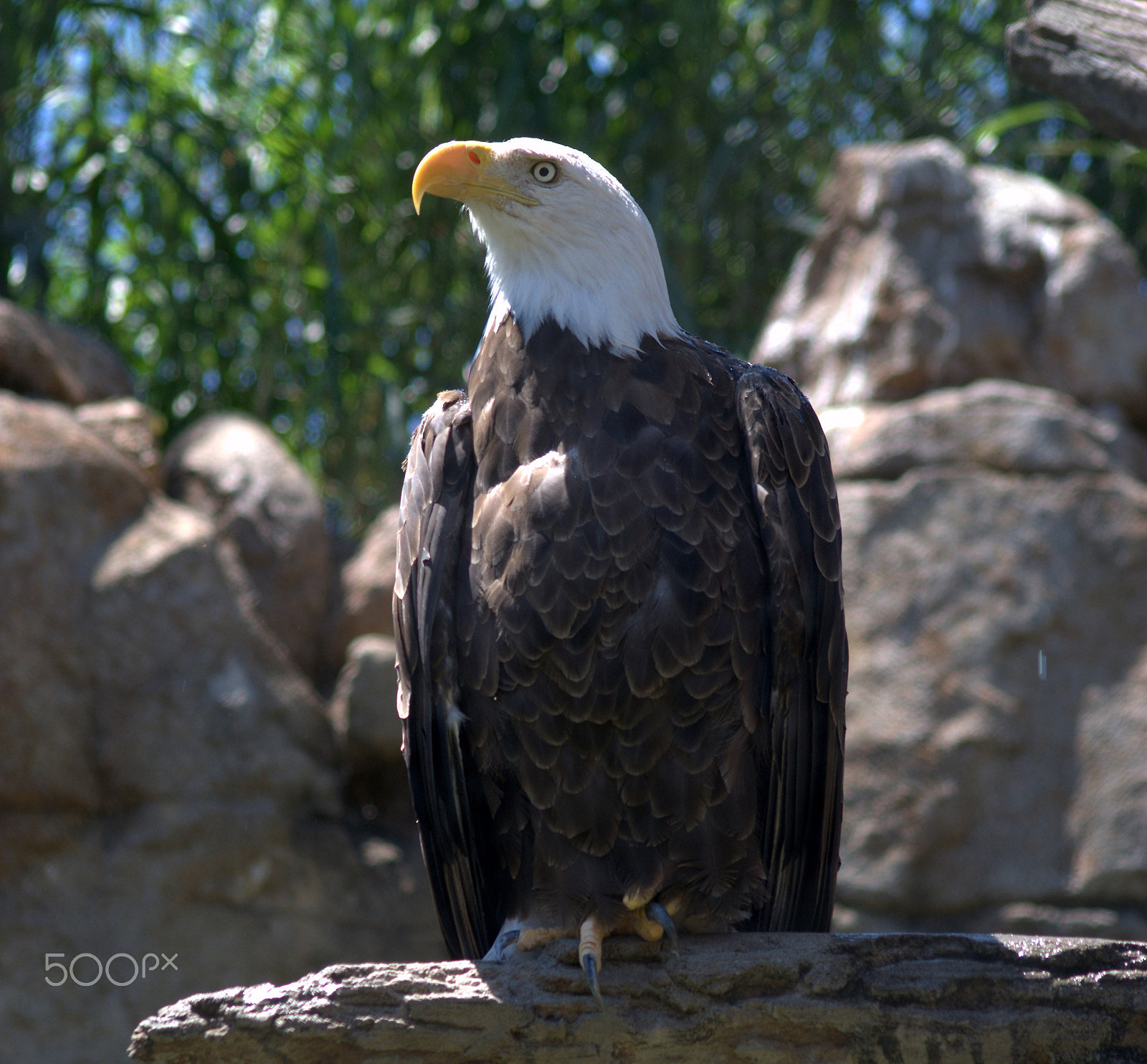 Sigma 70-300mm F4-5.6 APO DG Macro sample photo. Bald eagle profile photography