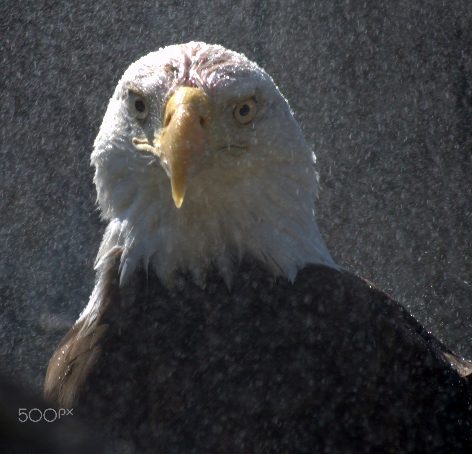 Sigma 70-300mm F4-5.6 APO DG Macro sample photo. American bald eagle in the mist photography