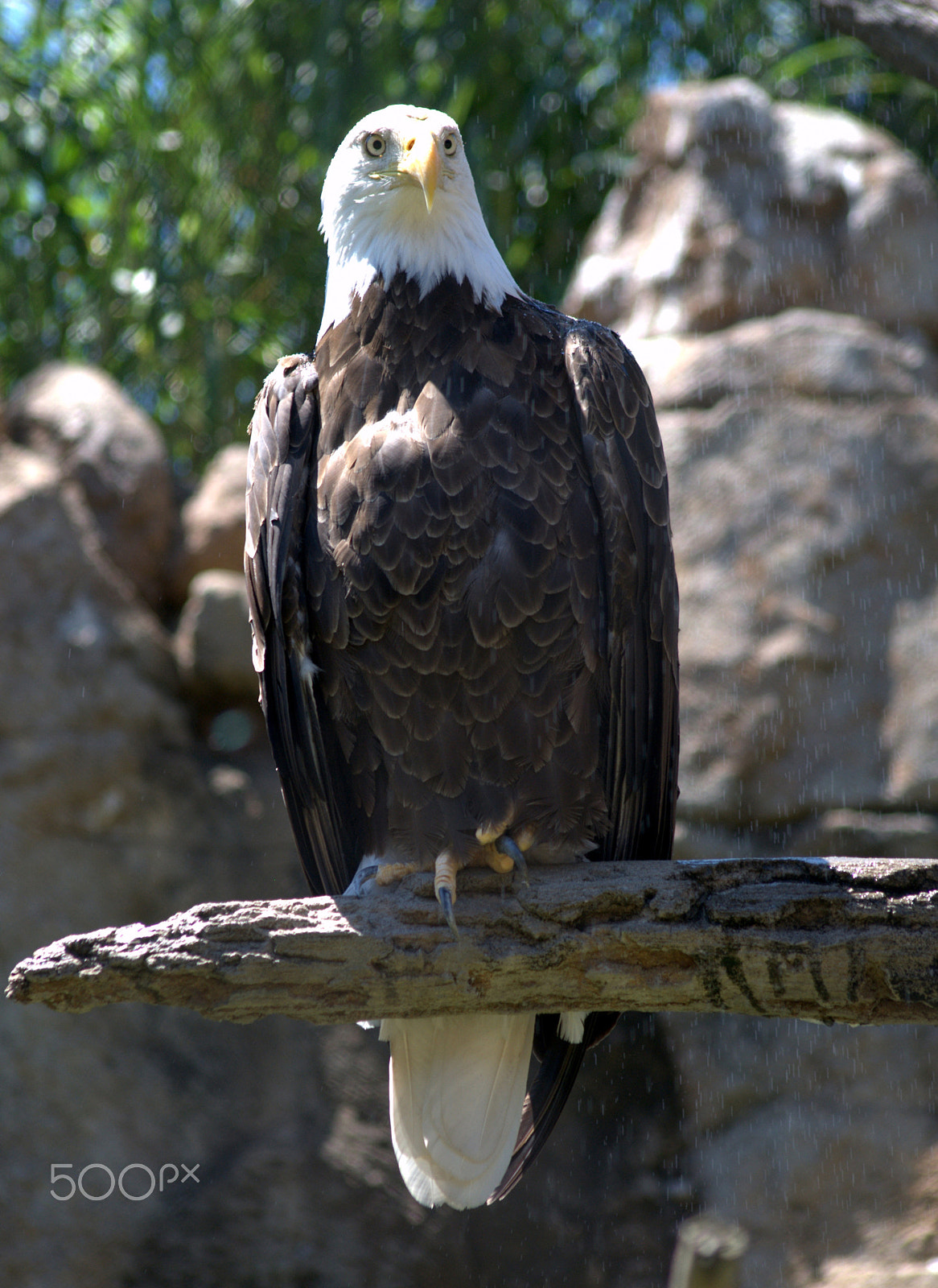Sigma 70-300mm F4-5.6 APO DG Macro sample photo. American bald eagle photography