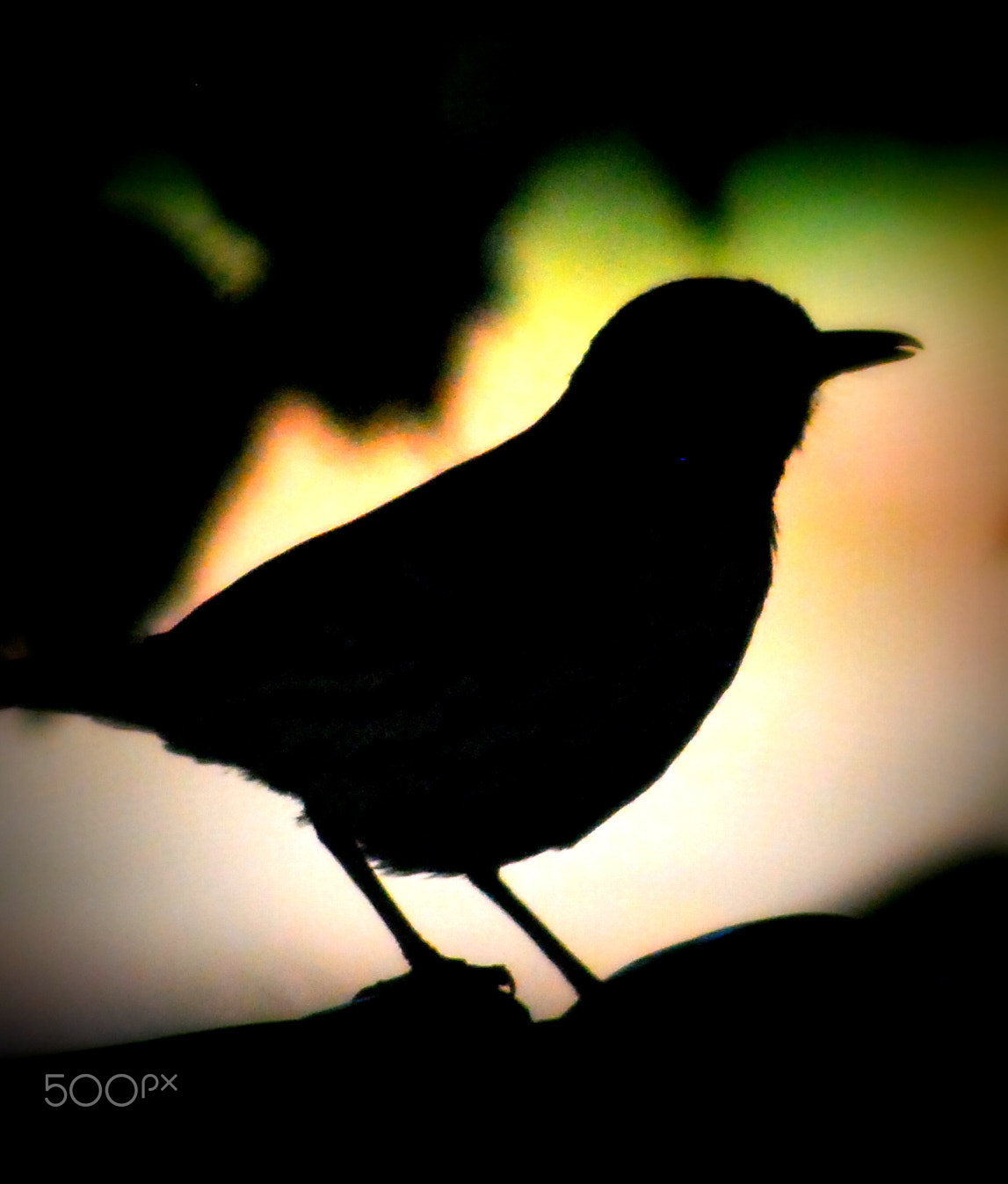 Sigma 70-300mm F4-5.6 APO DG Macro sample photo. Bird silhouette photography