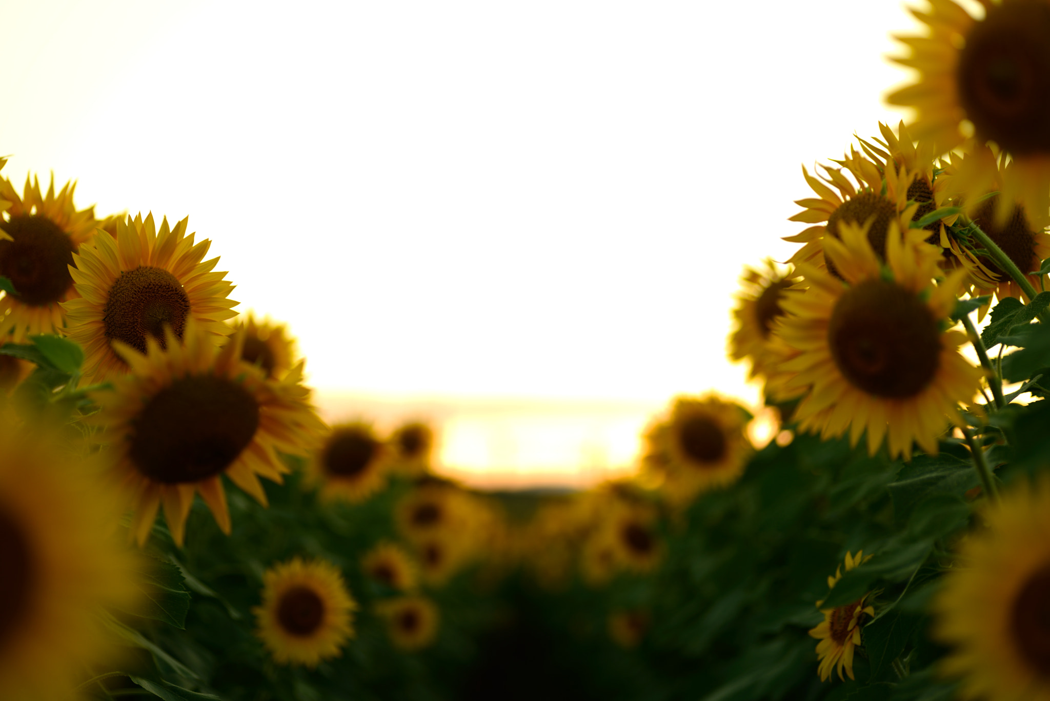 Nikon D600 sample photo
