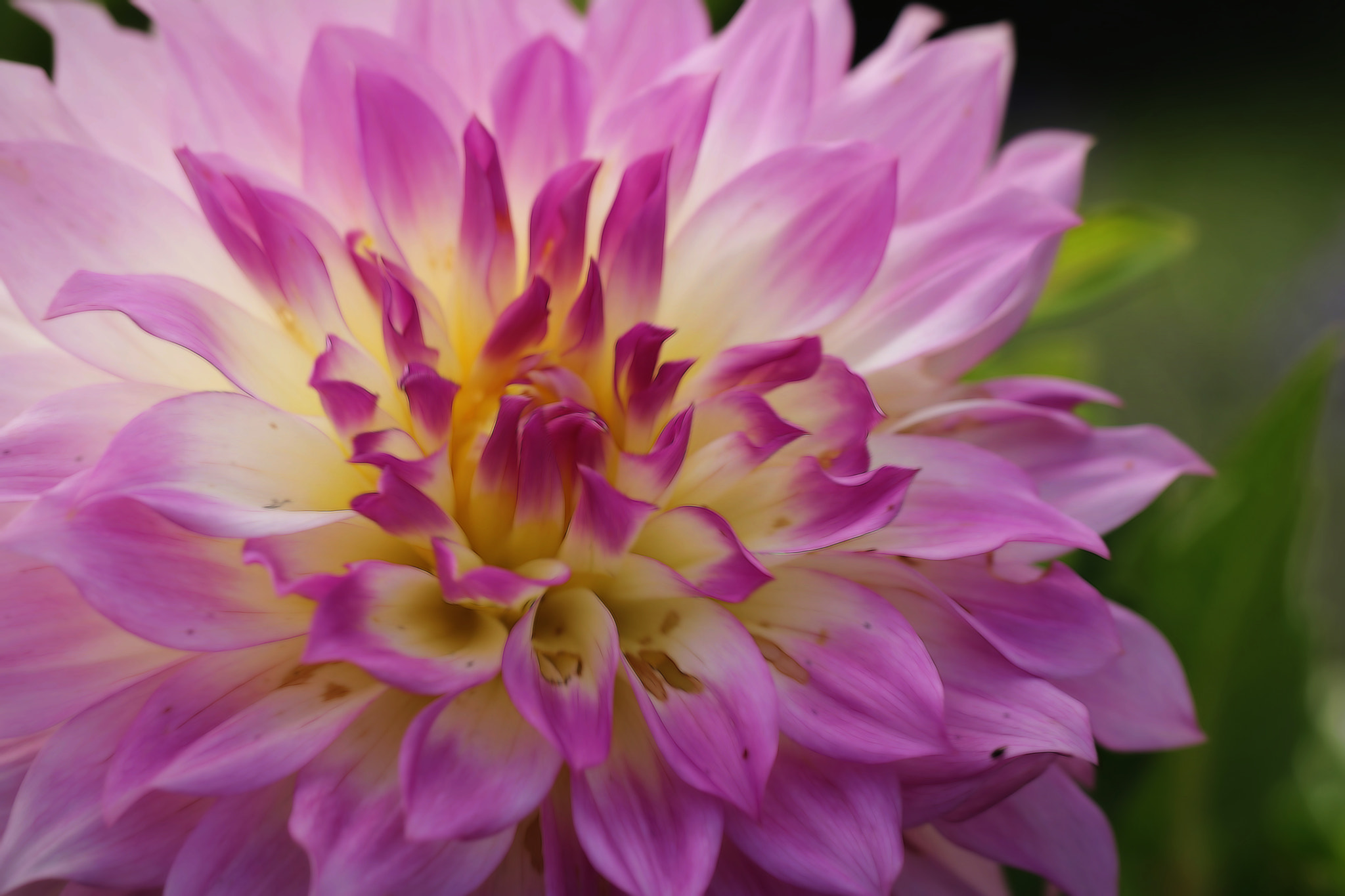 Canon EOS 760D (EOS Rebel T6s / EOS 8000D) sample photo. Dahlia photography
