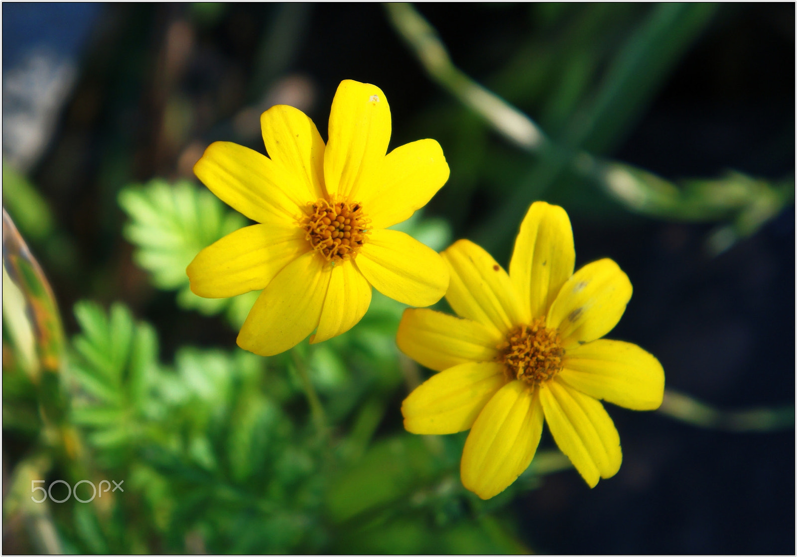 Sony Alpha NEX-C3 sample photo. Flor amarila photography