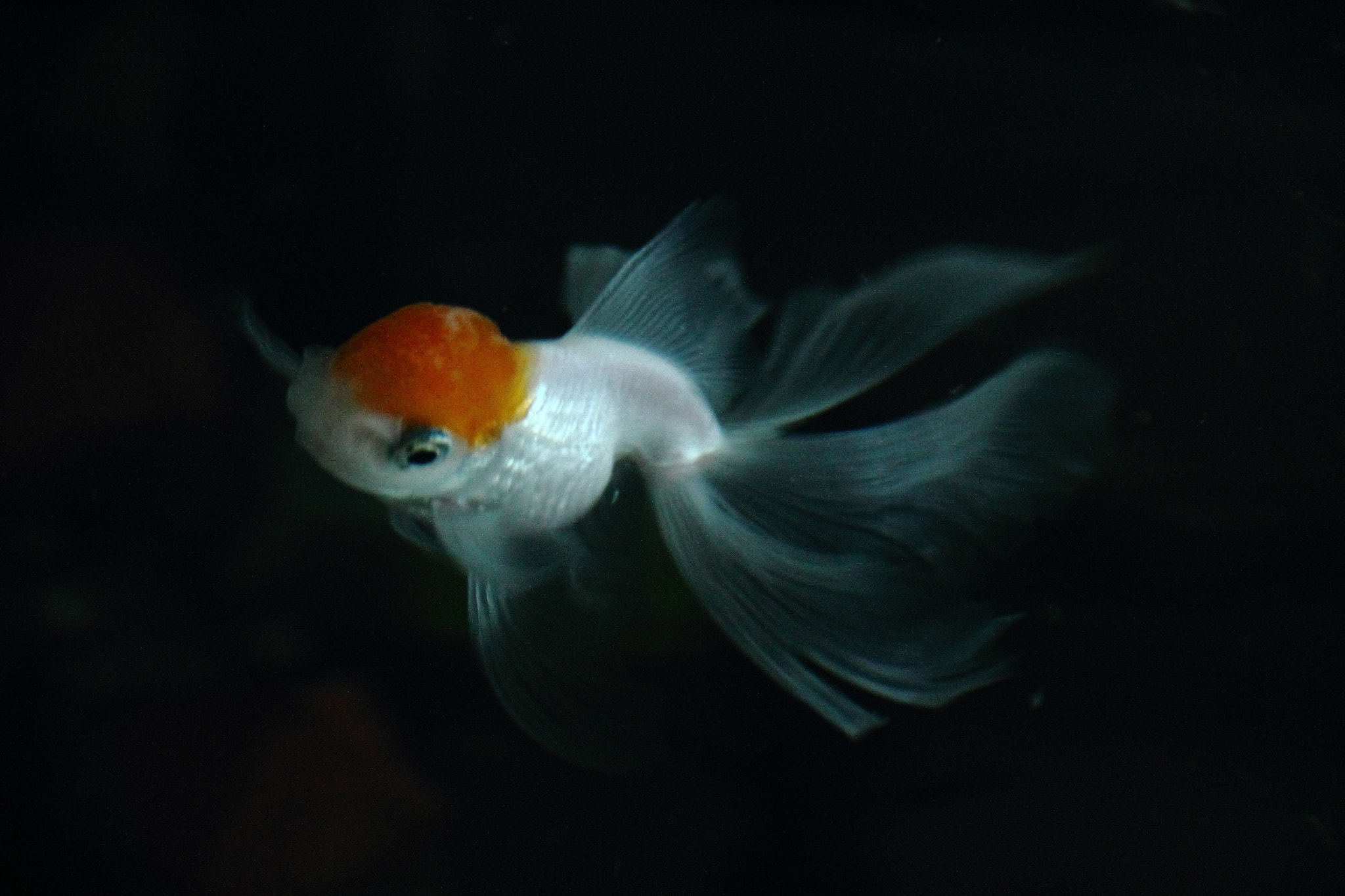 Sigma 18-250mm F3.5-6.3 DC OS HSM sample photo. Fish img photography