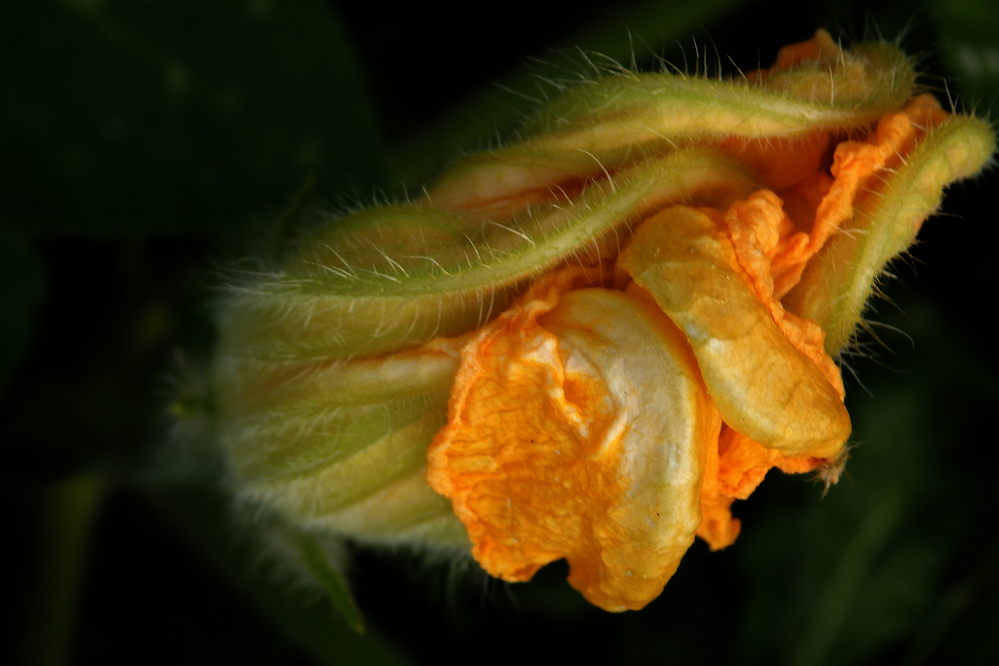 Olympus SZ-17 sample photo. Flor sin abrir de calabaza photography