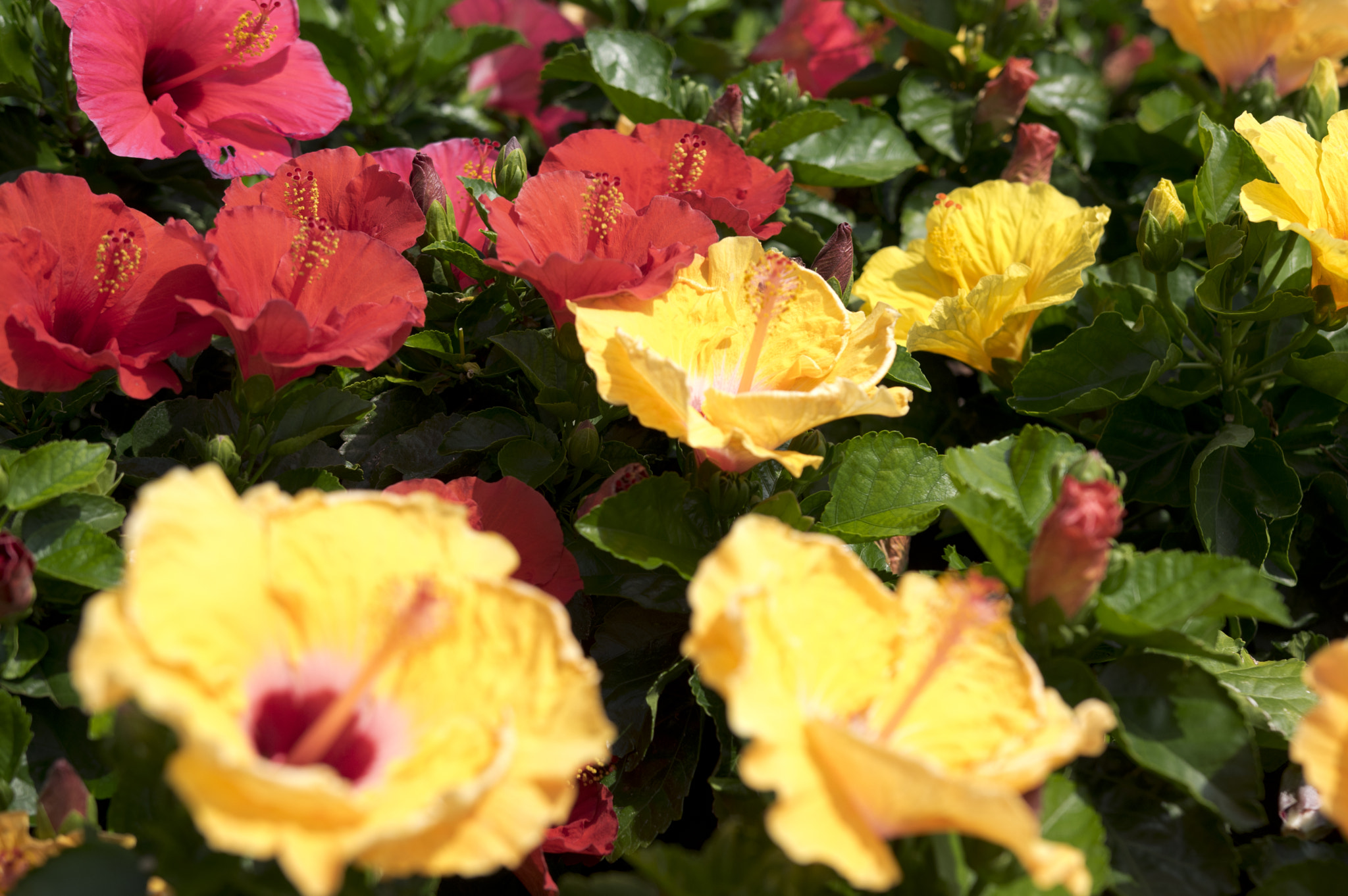 Pentax K-3 + Sigma 18-35mm F1.8 DC HSM Art sample photo. Sunglow photography