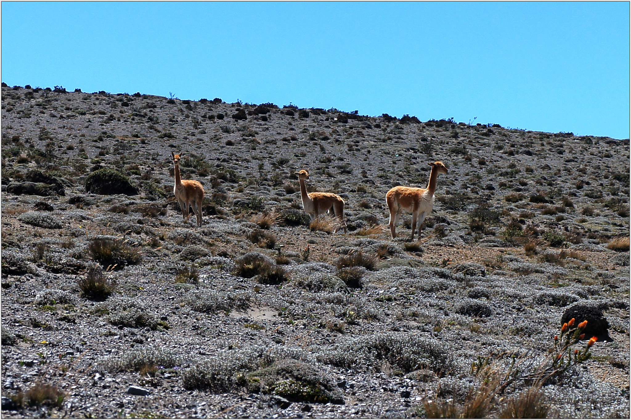 Sony Alpha NEX-C3 sample photo. Vicuñas. photography