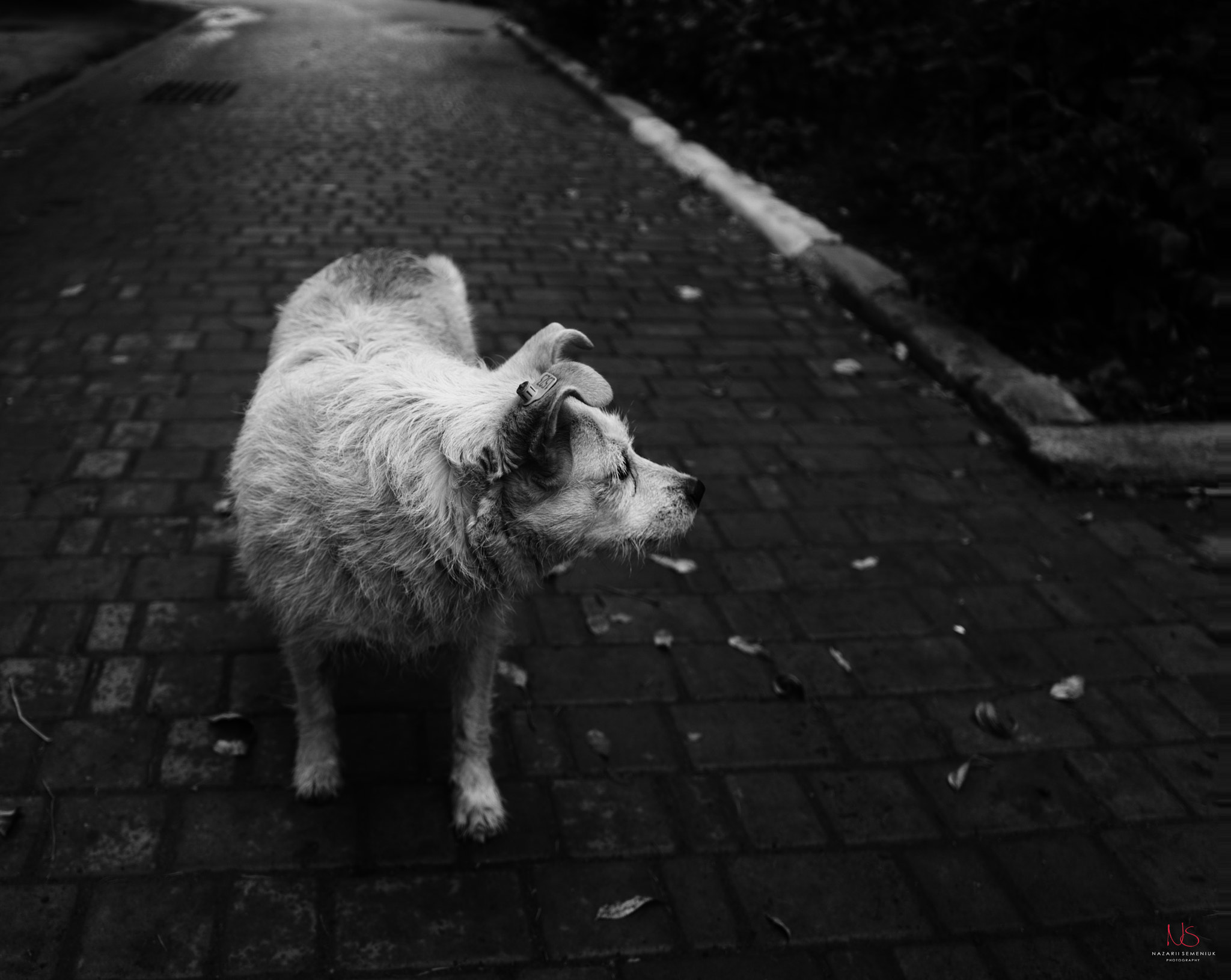 Sony a7S + Sony FE 28-70mm F3.5-5.6 OSS sample photo. Dog photography