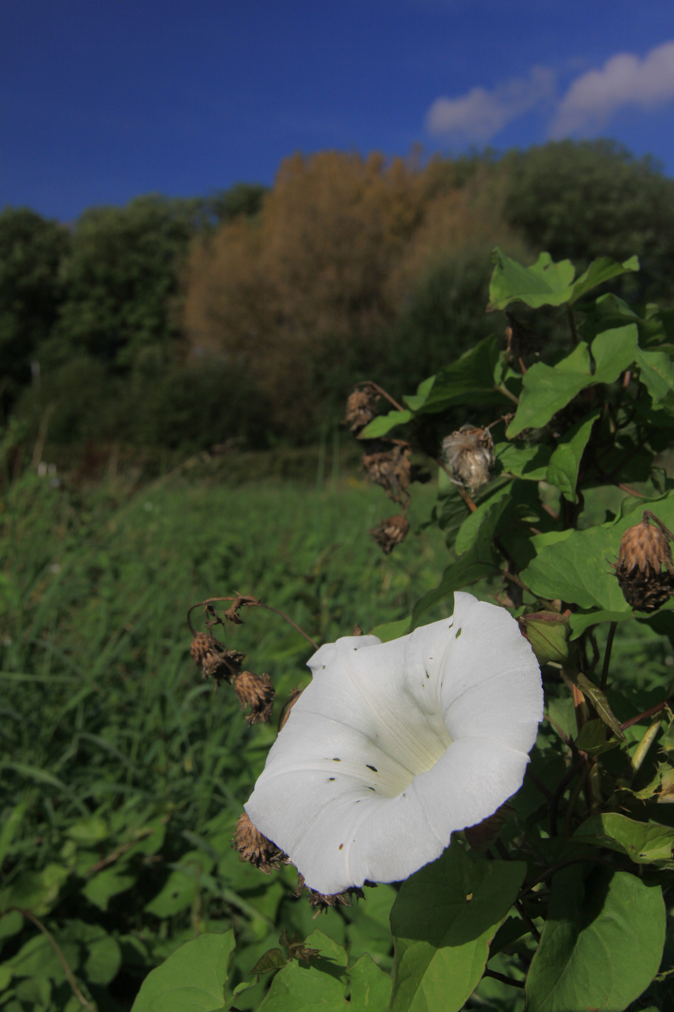 Tokina AT-X Pro 12-24mm F4 (IF) DX sample photo. Bindweed photography