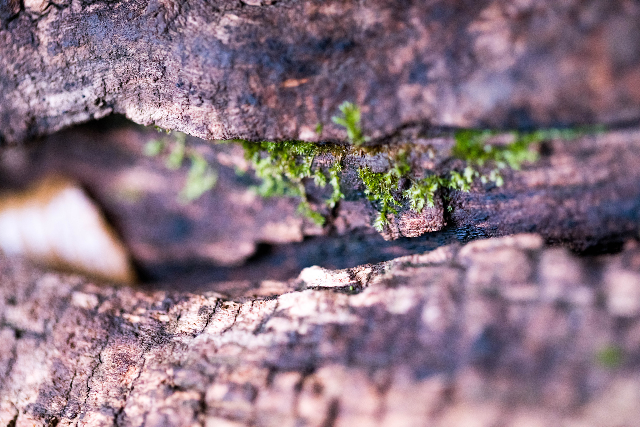 Canon EF 100mm F2.8L Macro IS USM sample photo. Hidden vista photography