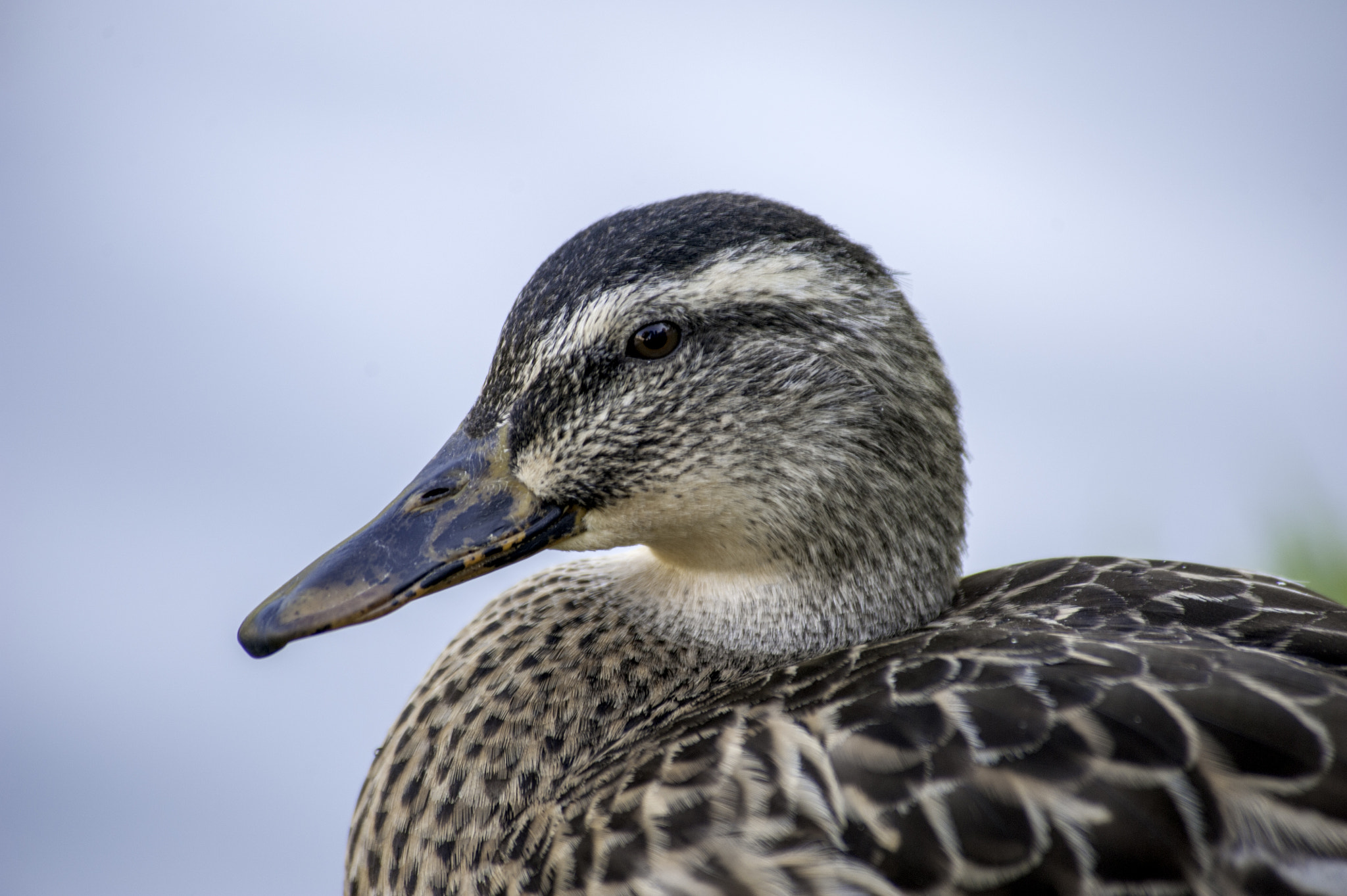 Nikon D700 + Nikon AF Nikkor 80-400mm F4.5-5.6D ED VR sample photo. Mallard duck photography