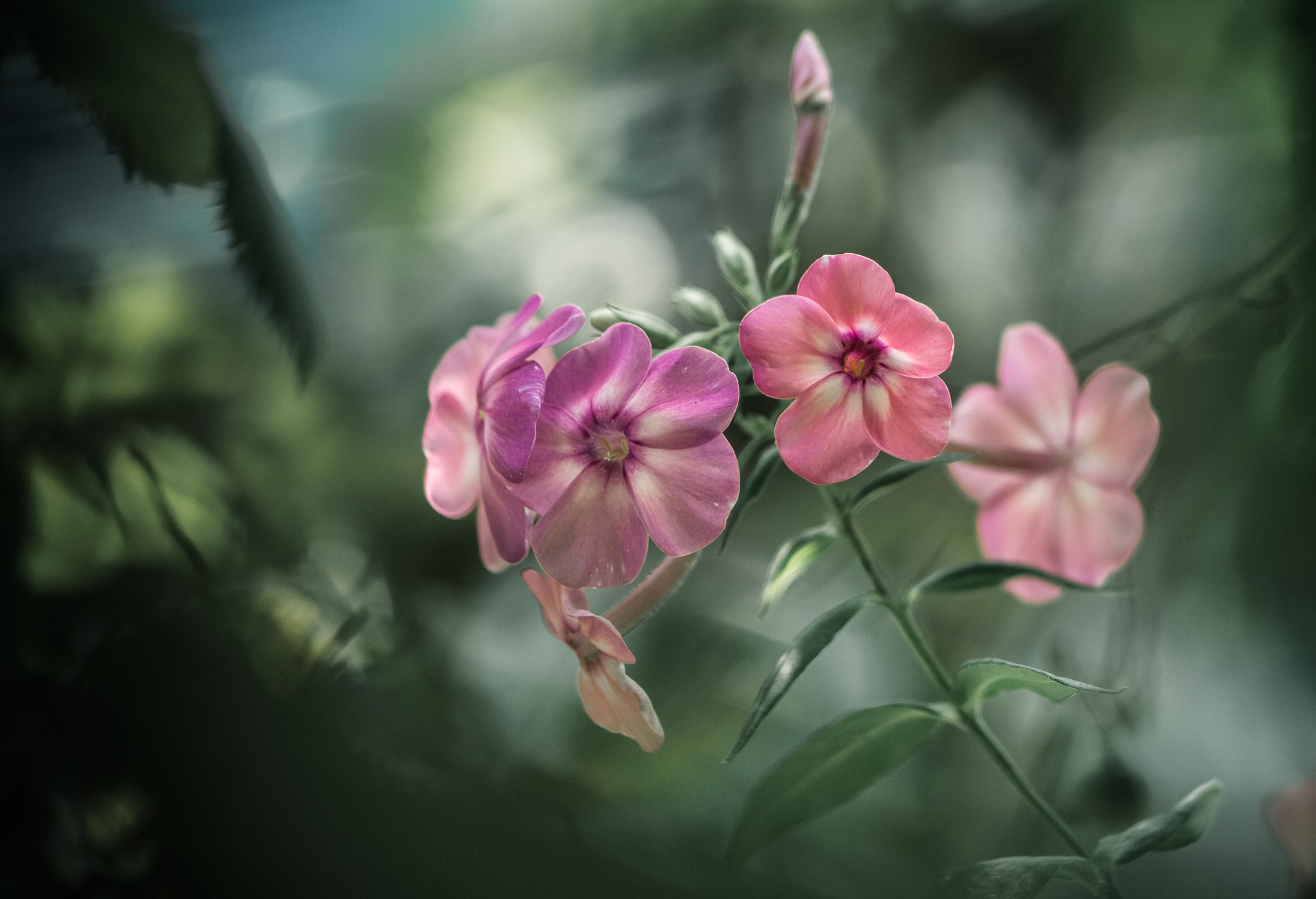 Canon EF 35-80mm f/4-5.6 sample photo. High spirits with phlox photography
