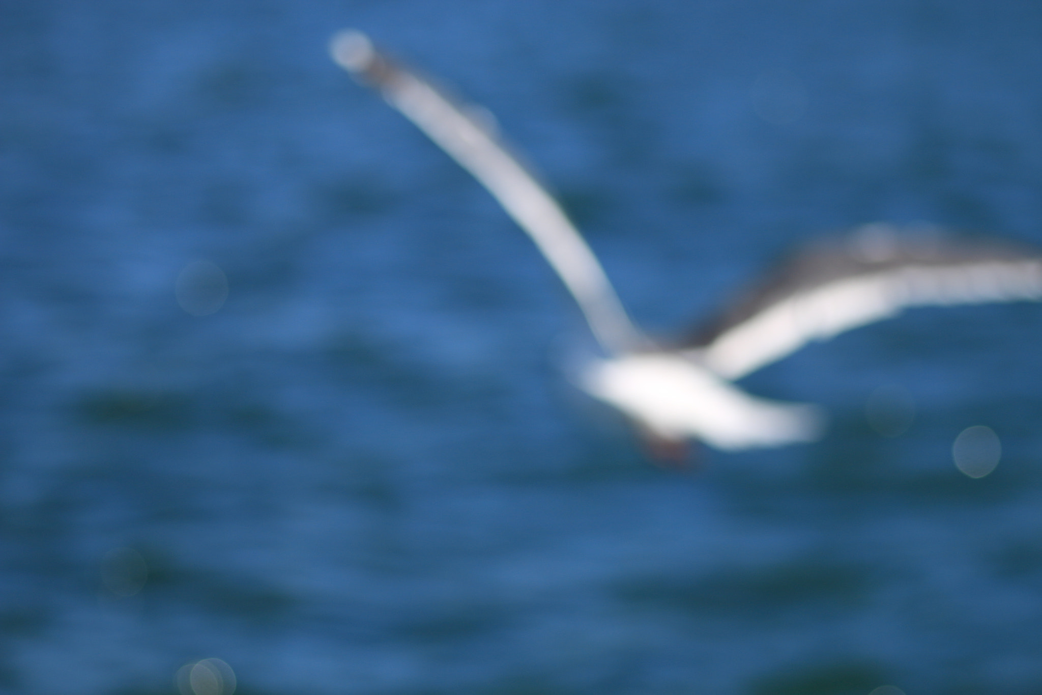 Sigma 105mm F2.8 EX DG Macro sample photo. カモメ photography