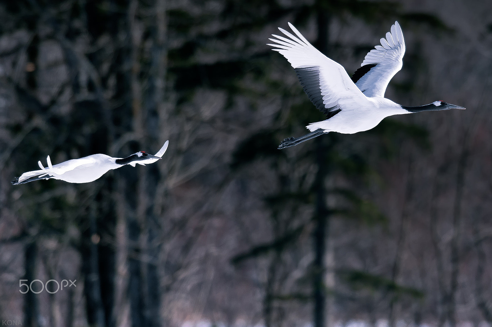 Nikon AF-S Nikkor 400mm F2.8G ED VR II sample photo. Tantyou photography