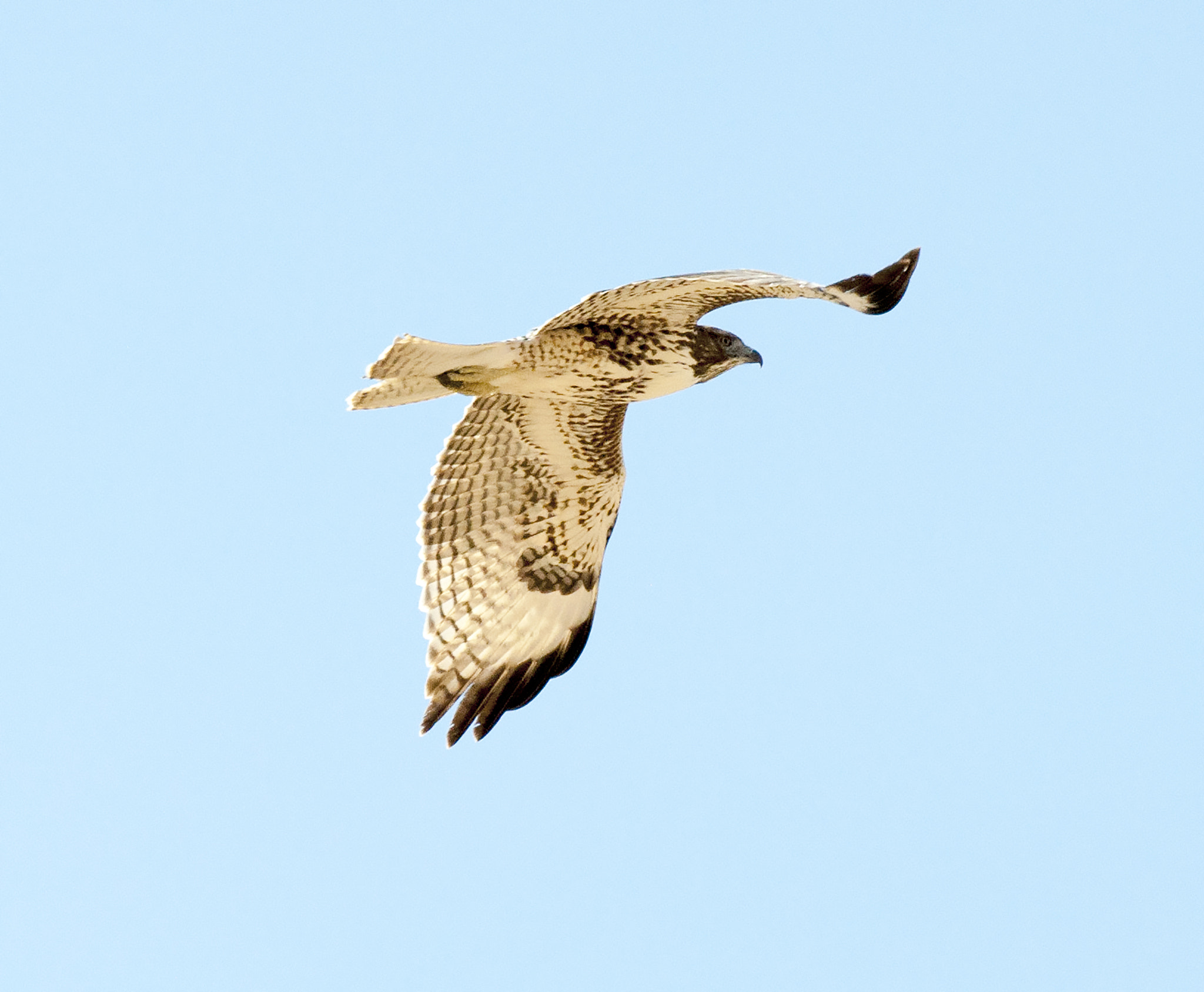 Nikon D5000 sample photo. Hawk photography