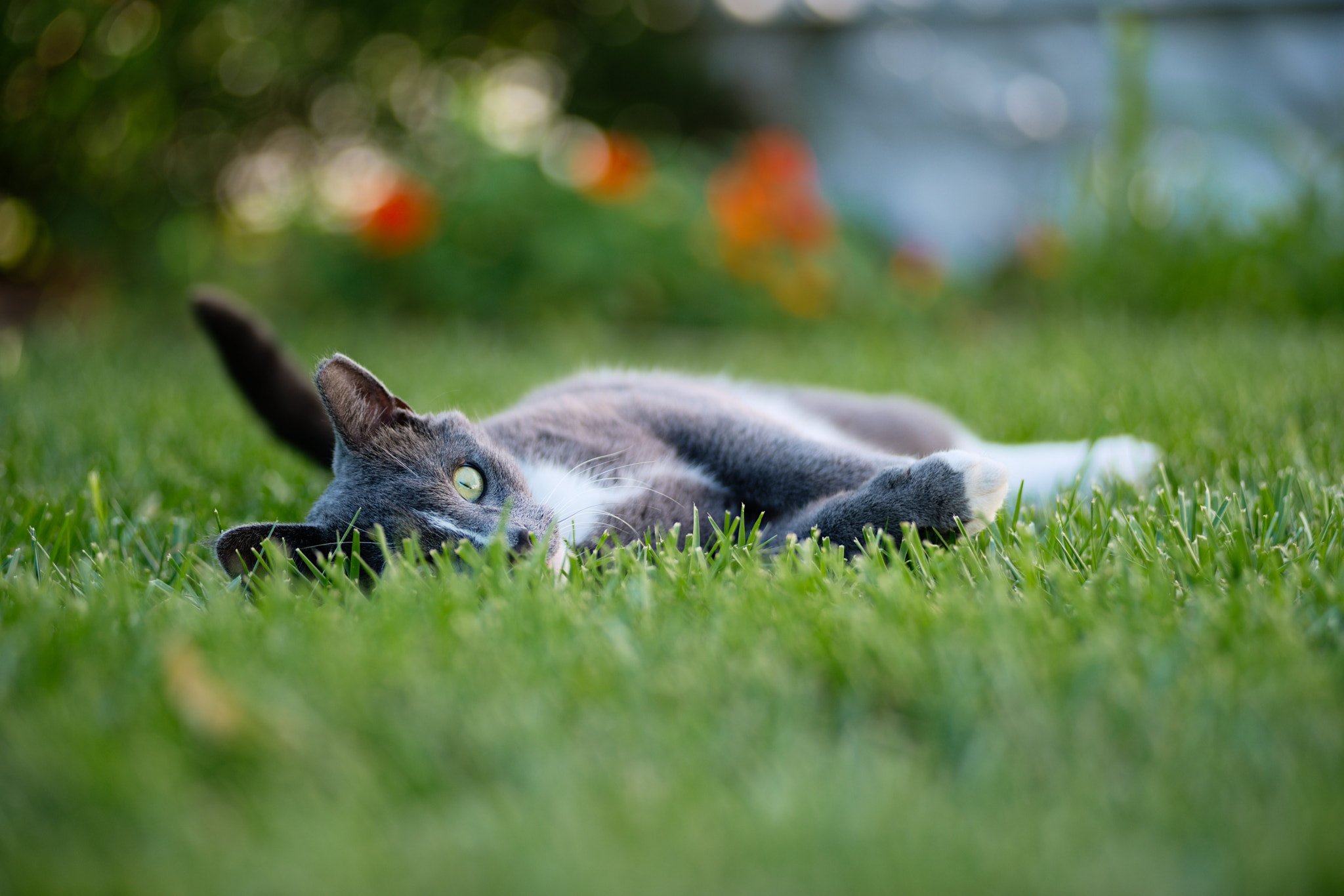 AF Zoom-Nikkor 80-200mm f/2.8 ED sample photo. Here is how to be howe photography