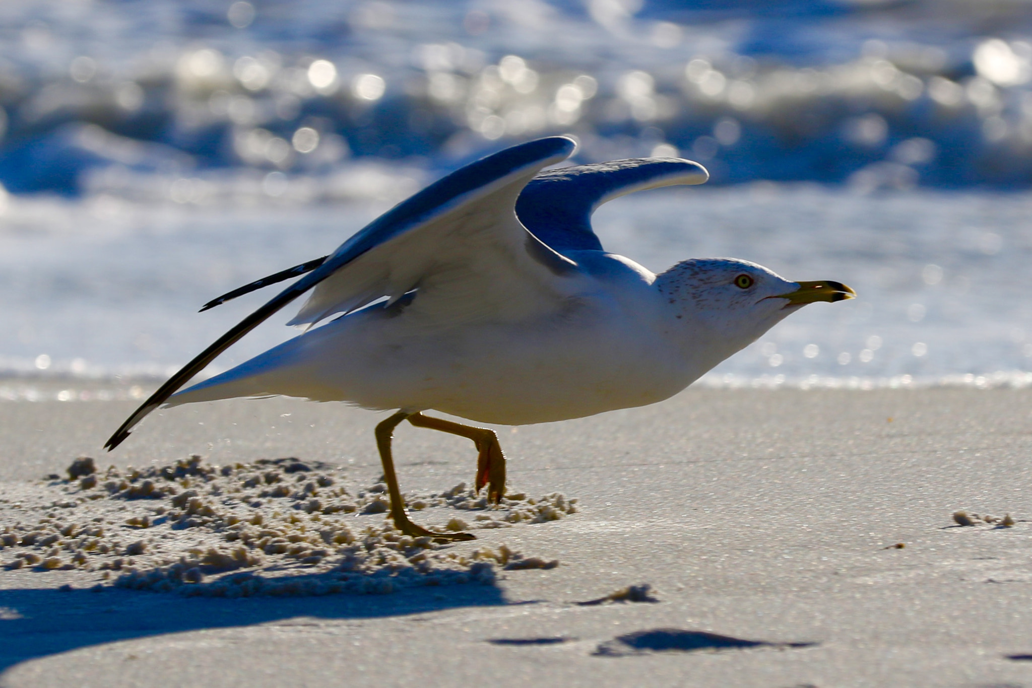 Canon EF 70-200mm F2.8L IS II USM sample photo
