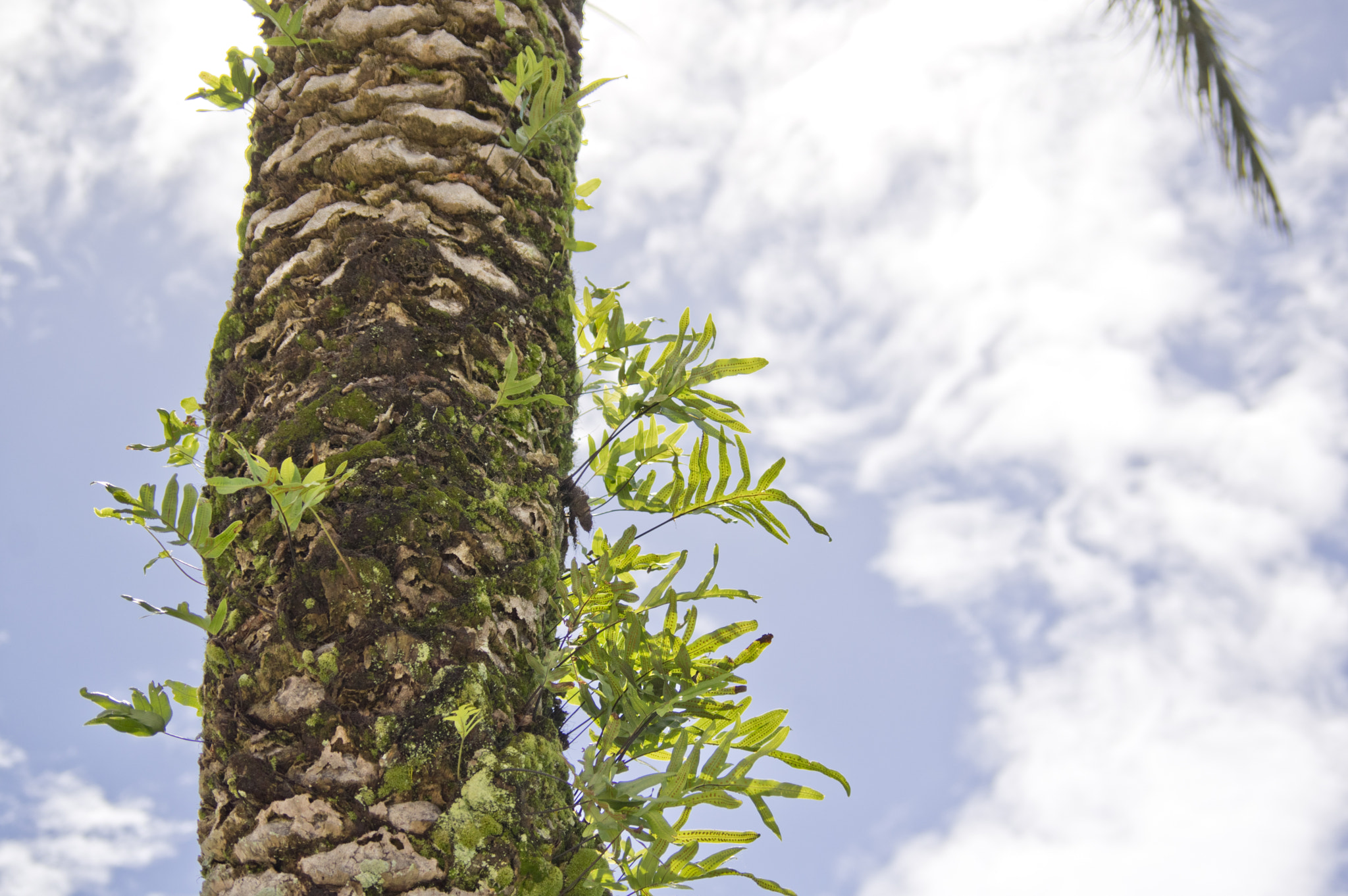 Pentax K-3 sample photo. Palm growth photography