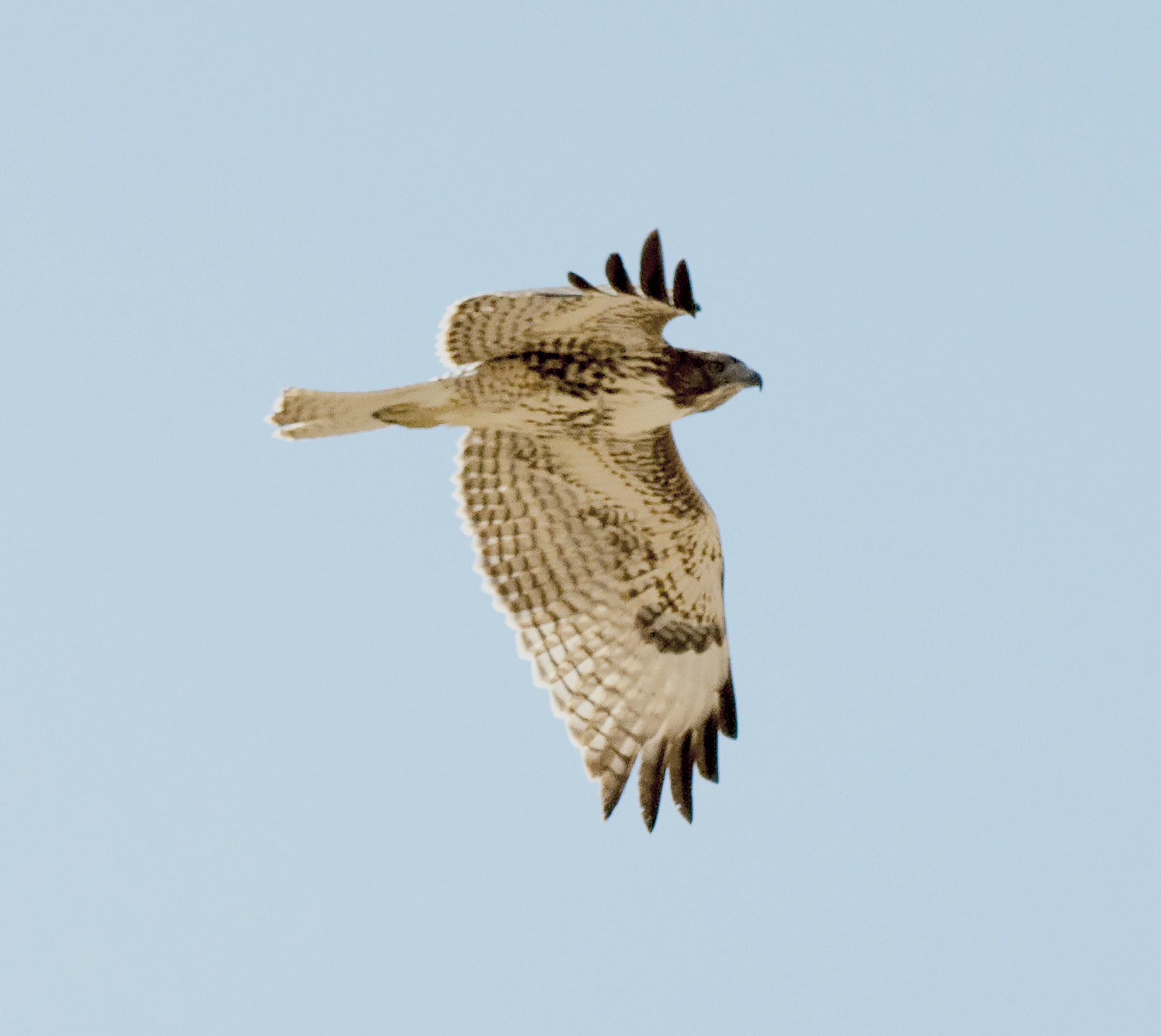 Nikon D5000 sample photo. Hawk 1 photography