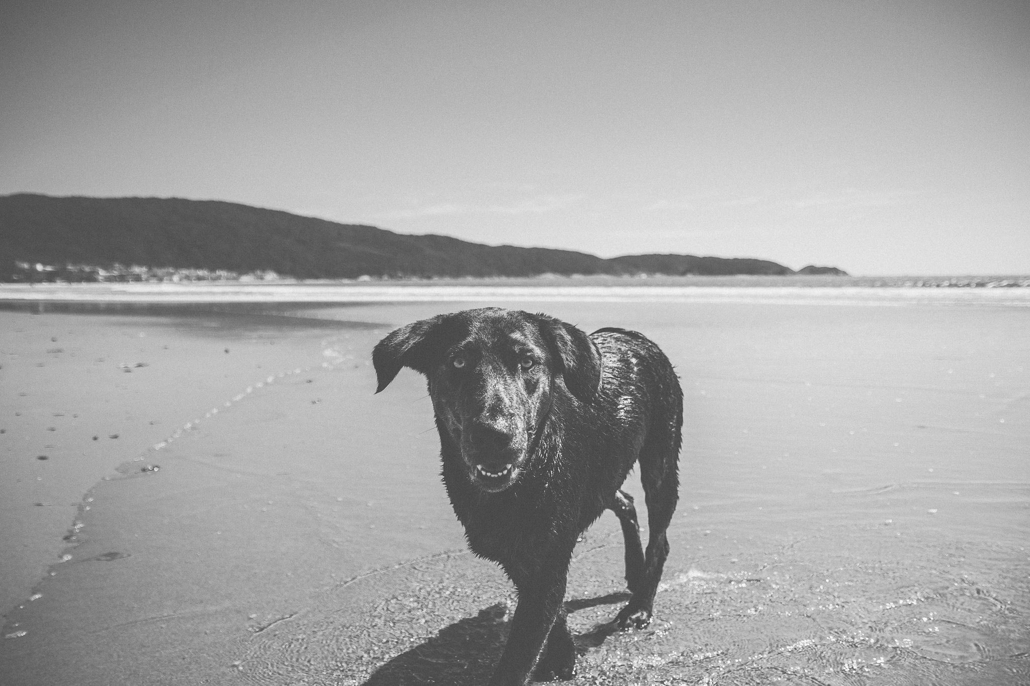 Canon EF-S 17-55mm F2.8 IS USM sample photo. Dogselfie photography