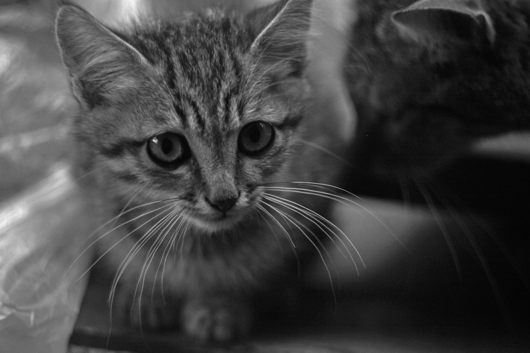 Canon EF 35-80mm f/4-5.6 sample photo. Mg photography