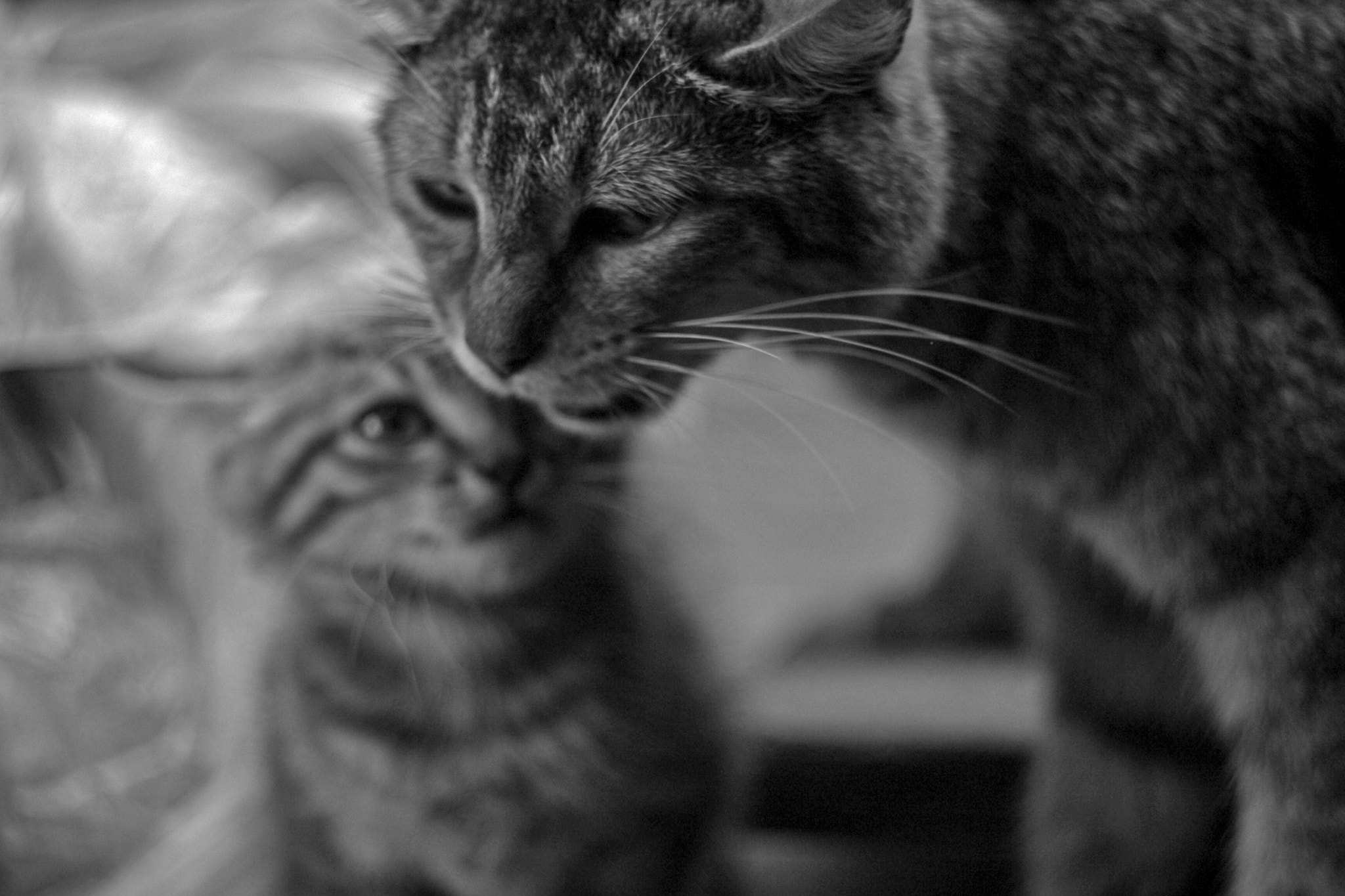 Canon EF 35-80mm f/4-5.6 sample photo. Mg photography