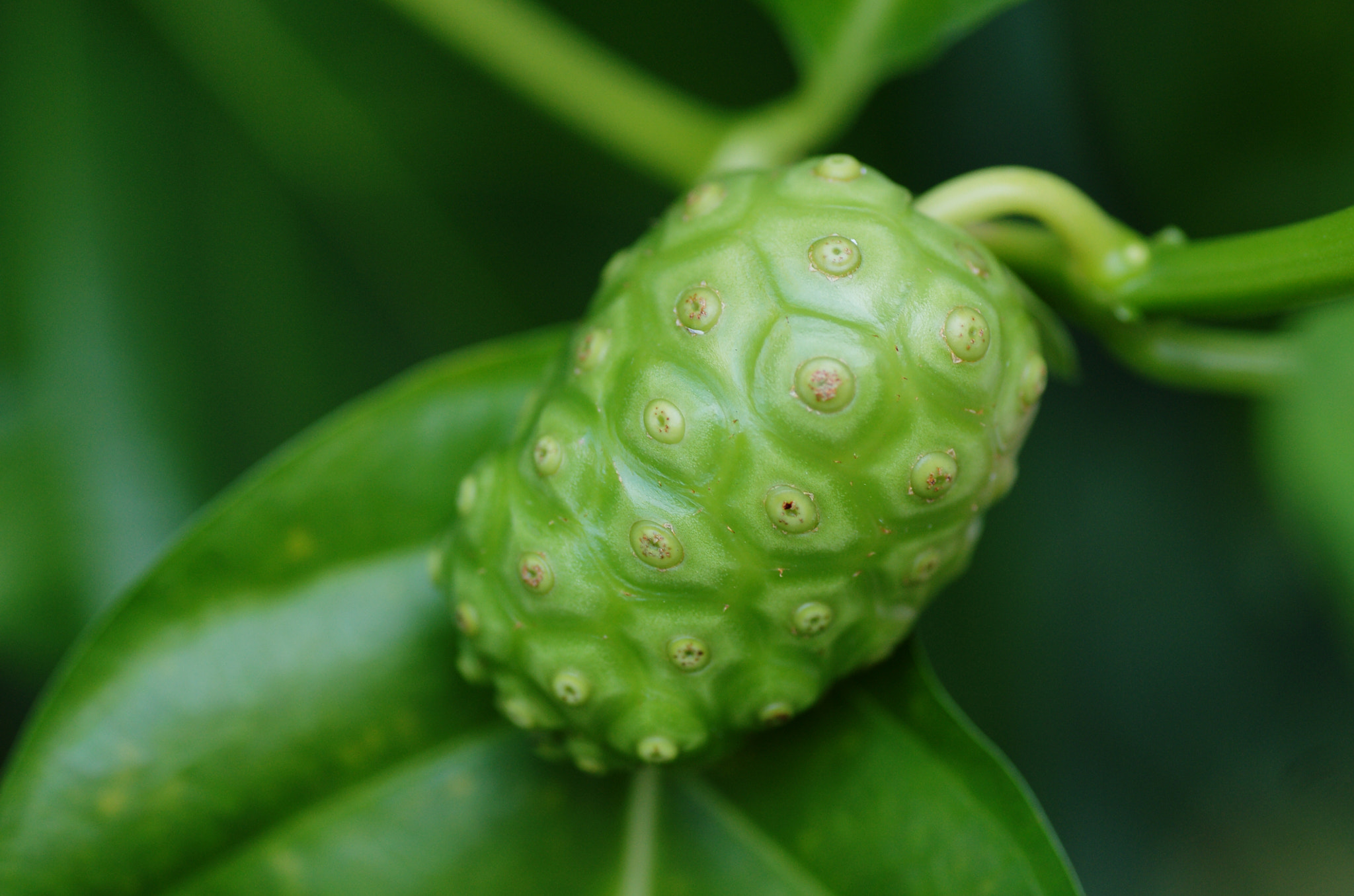Sony Alpha DSLR-A850 + Tamron SP AF 90mm F2.8 Di Macro sample photo. Noni fruit photography