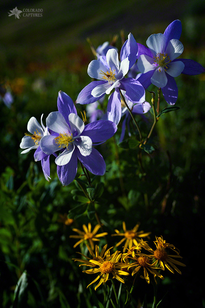 Sony a7R II + Sigma 35mm F1.4 DG HSM Art sample photo. Columbine colorado photography