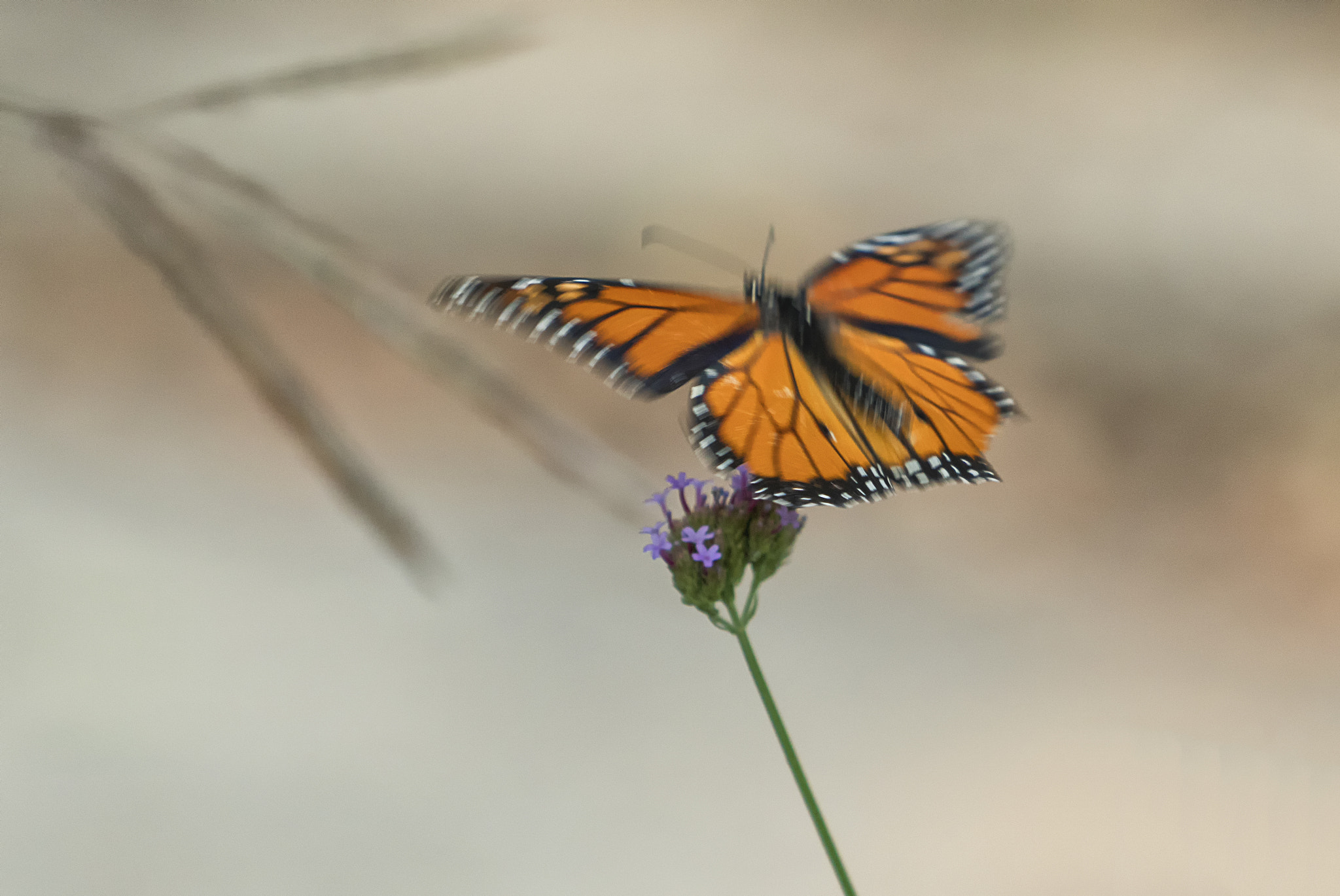 Sony a6300 sample photo. Fleet of wing photography