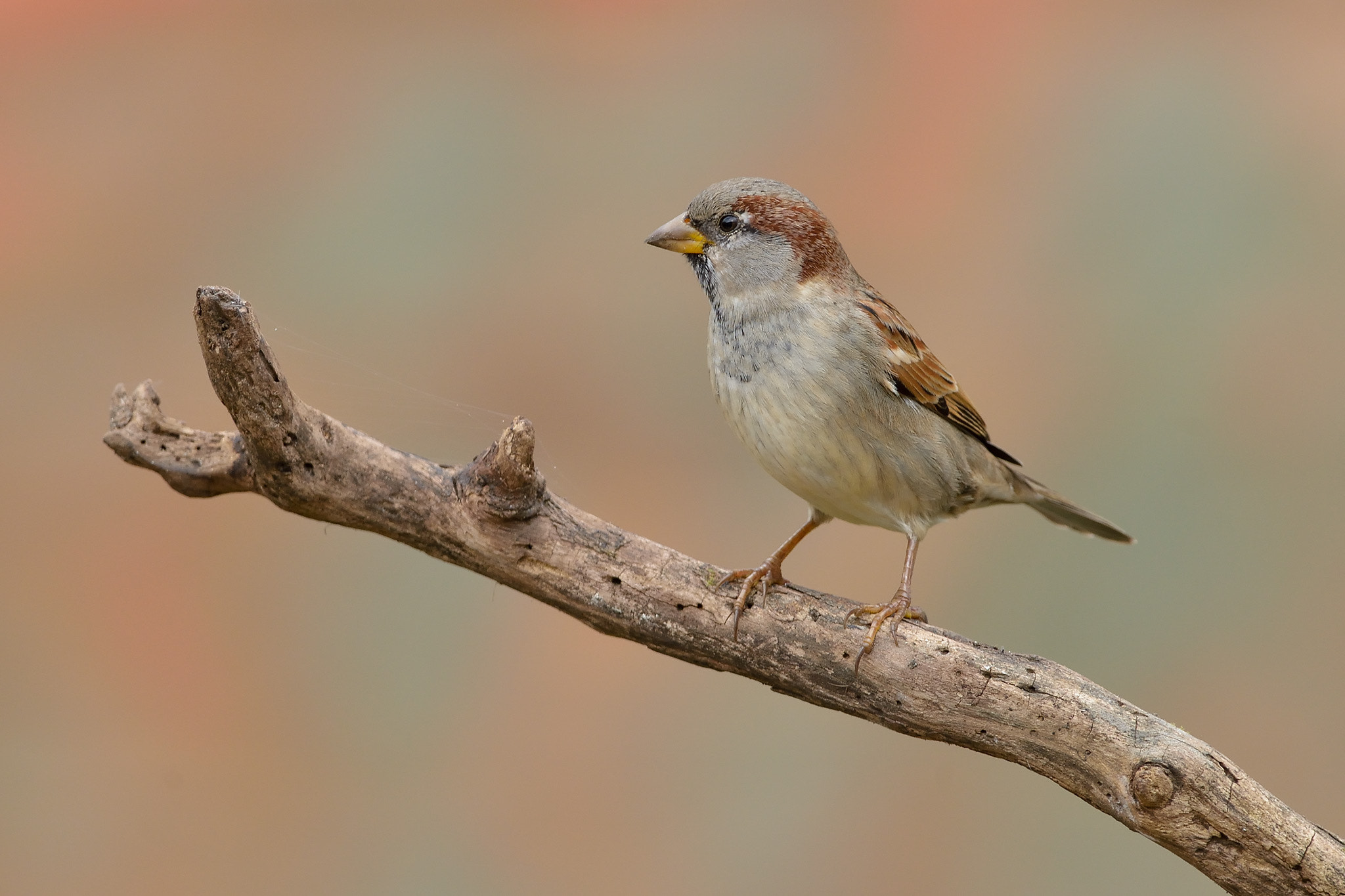 Nikon D600 + Nikon AF-S Nikkor 300mm F4D ED-IF sample photo. Gorrión photography