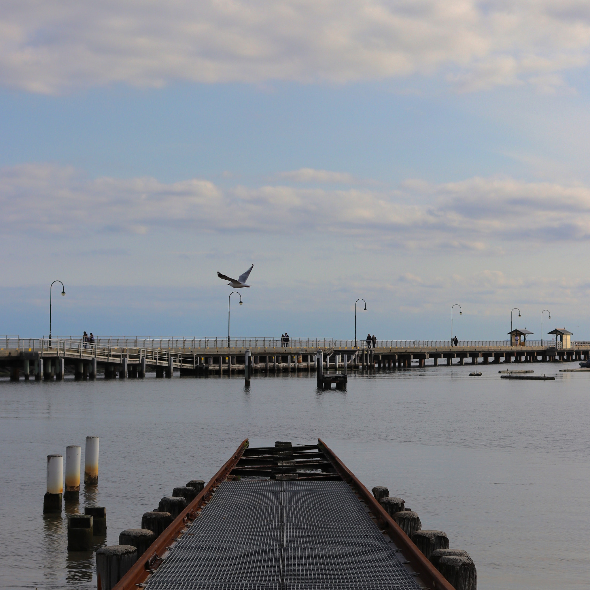 Canon EOS 80D + Canon EF 40mm F2.8 STM sample photo. A seagull flying over st. kilda beach photography