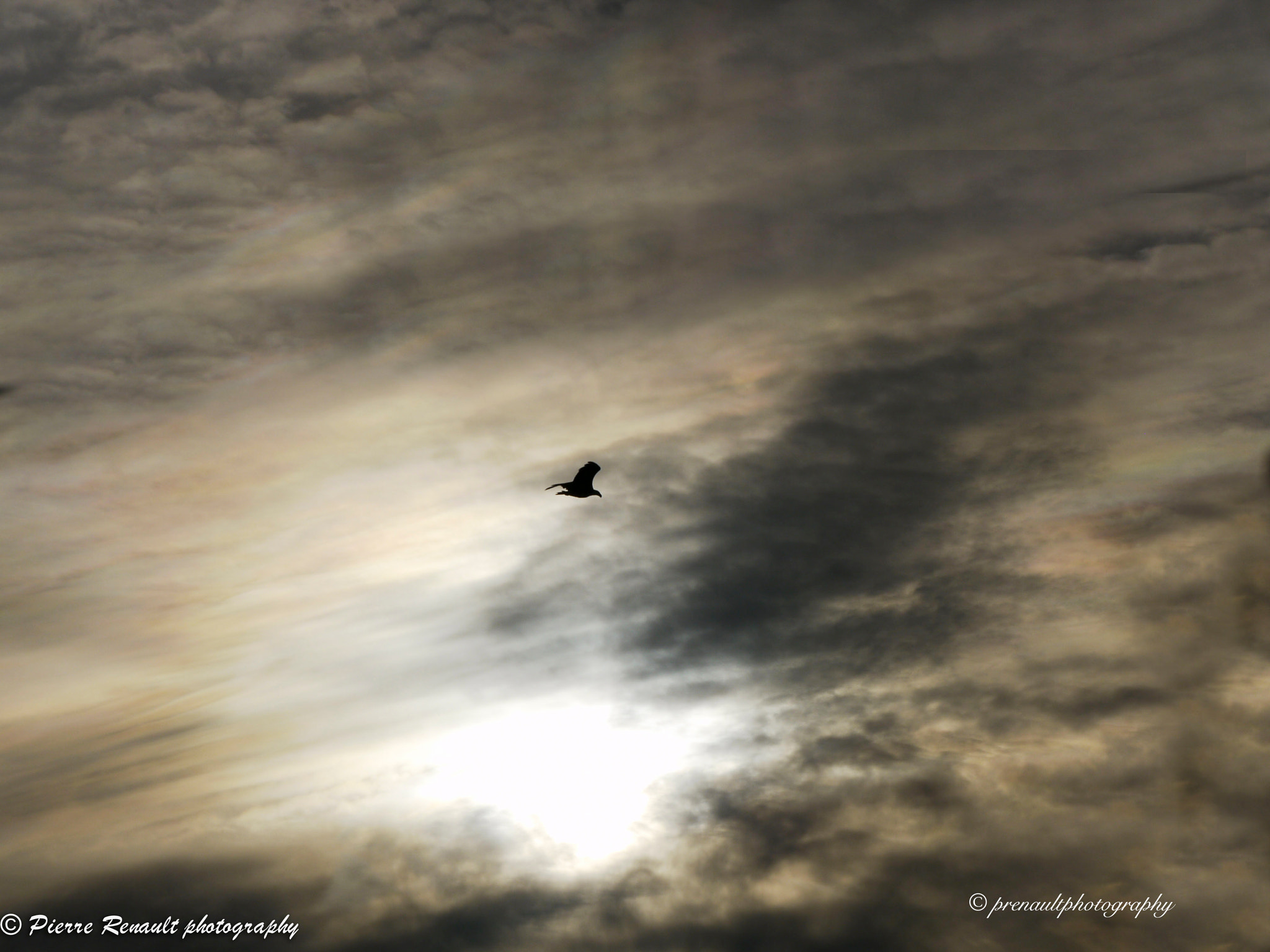 Panasonic Lumix DMC-GH1 sample photo. Eagle spirit photography