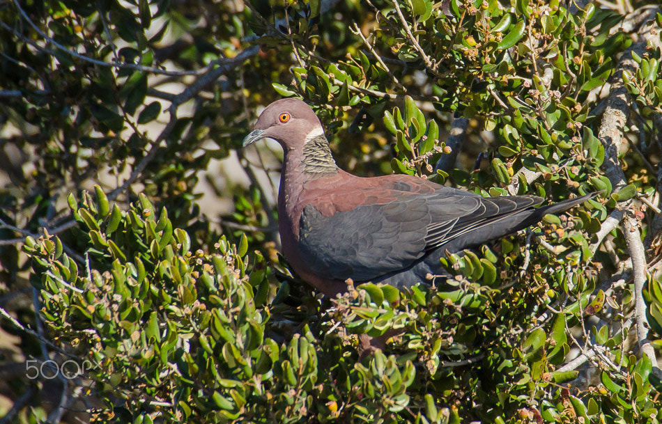 Sigma 50-500mm F4.5-6.3 DG OS HSM sample photo. Chilean or patagonian pigeon photography