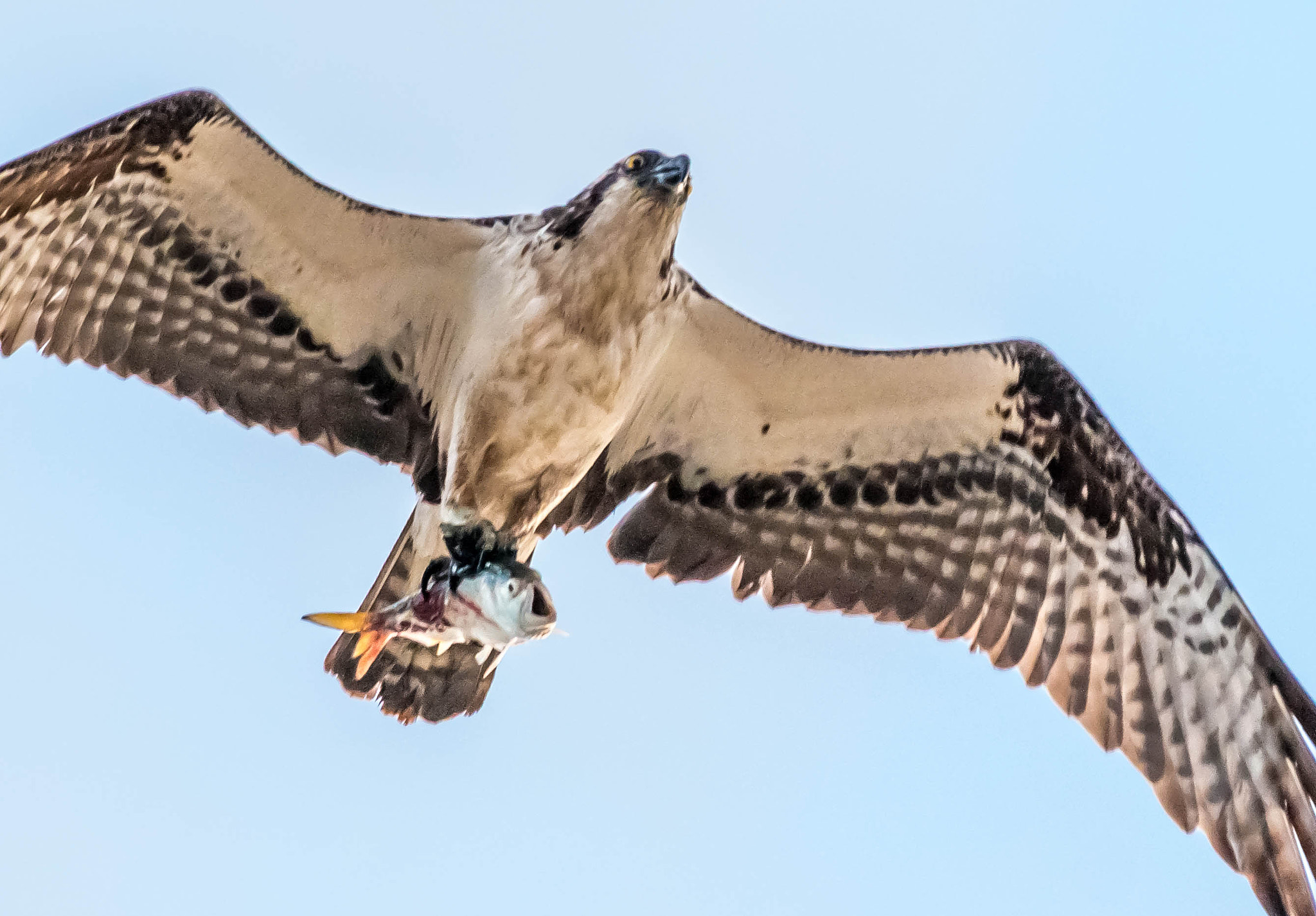 Canon EF 70-200mm F2.8L IS II USM sample photo. The power in food chain photography