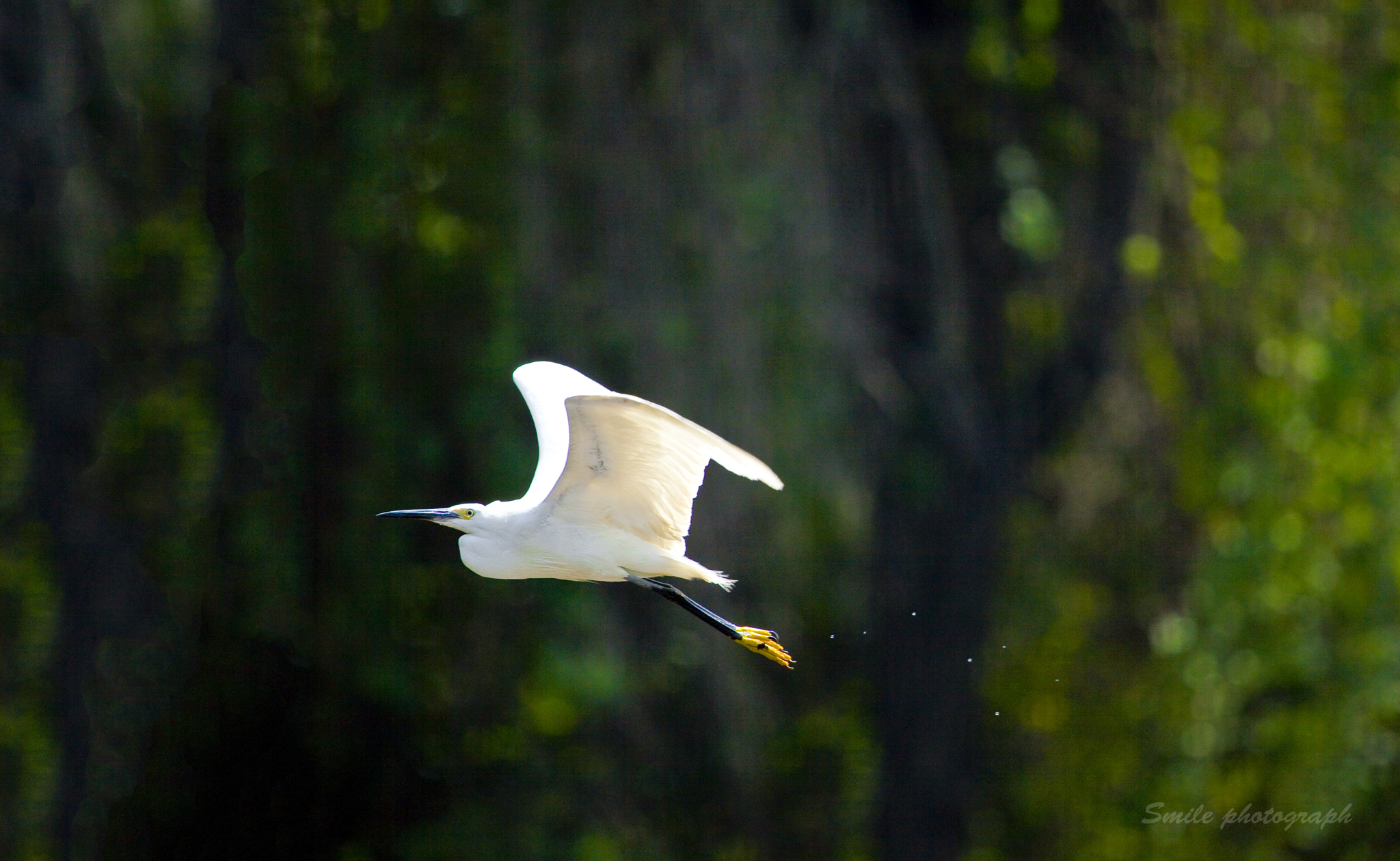Canon EF 100-400mm F4.5-5.6L IS USM sample photo