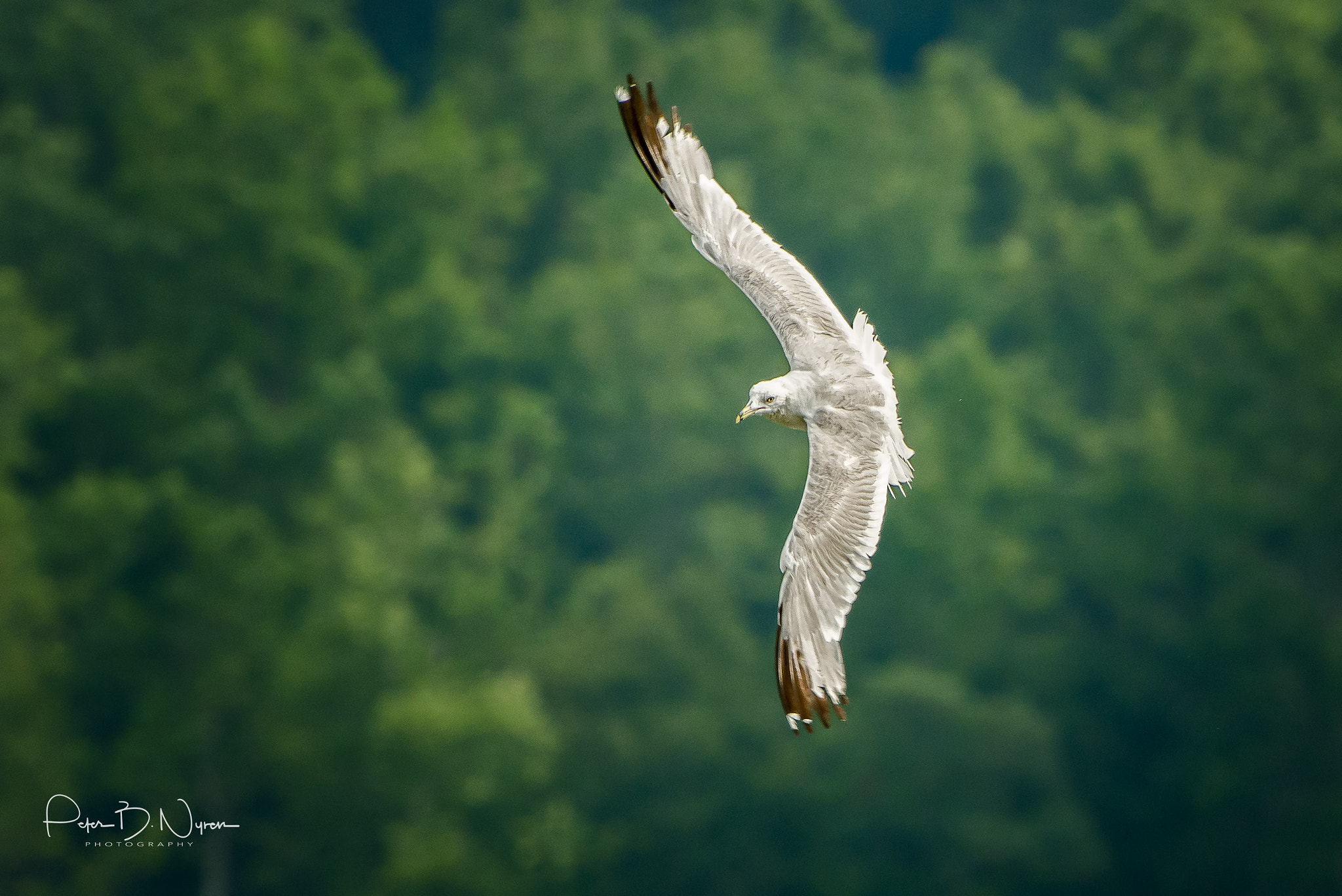 Nikon AF-S Nikkor 200-400mm F4G ED-IF VR sample photo. Bird in flight photography