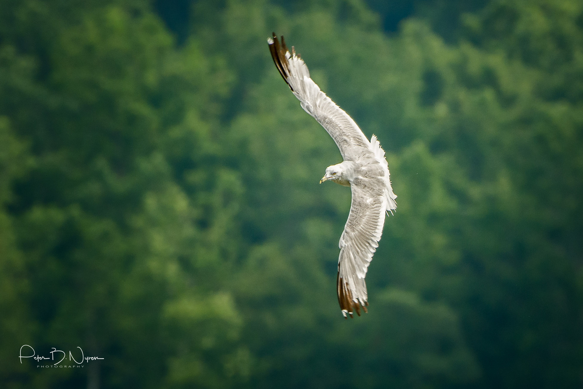 Nikon D7100 sample photo. Bird in flight photography