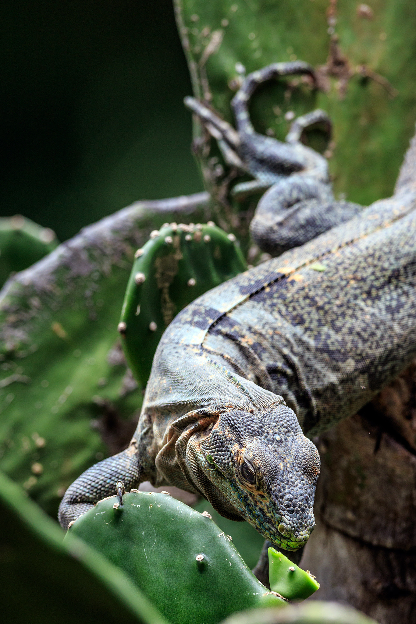 Canon EF 600mm f/4L IS sample photo. Garrobo photography
