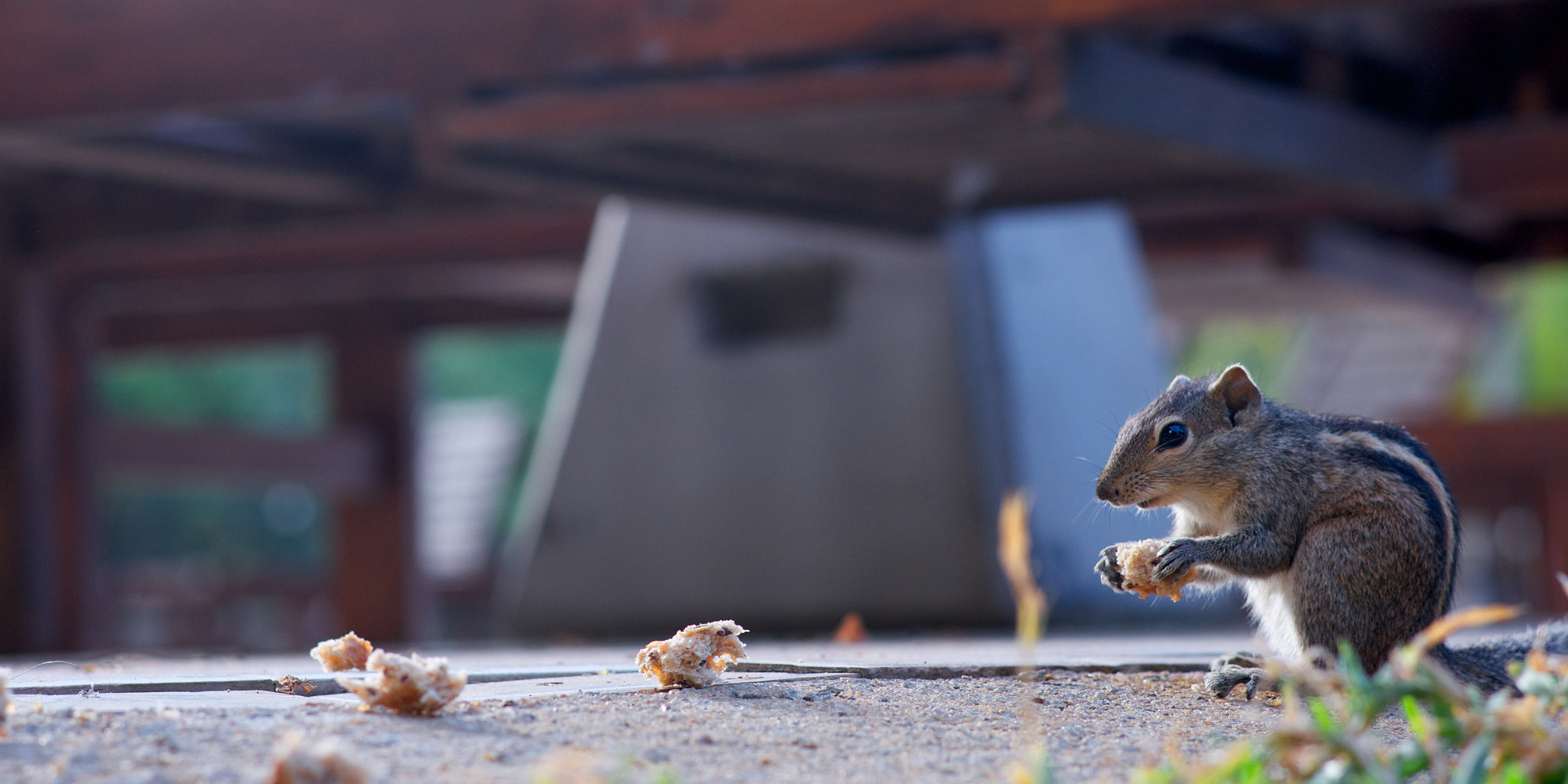 Pentax K-5 sample photo. Ittle squirrel eating bread photography