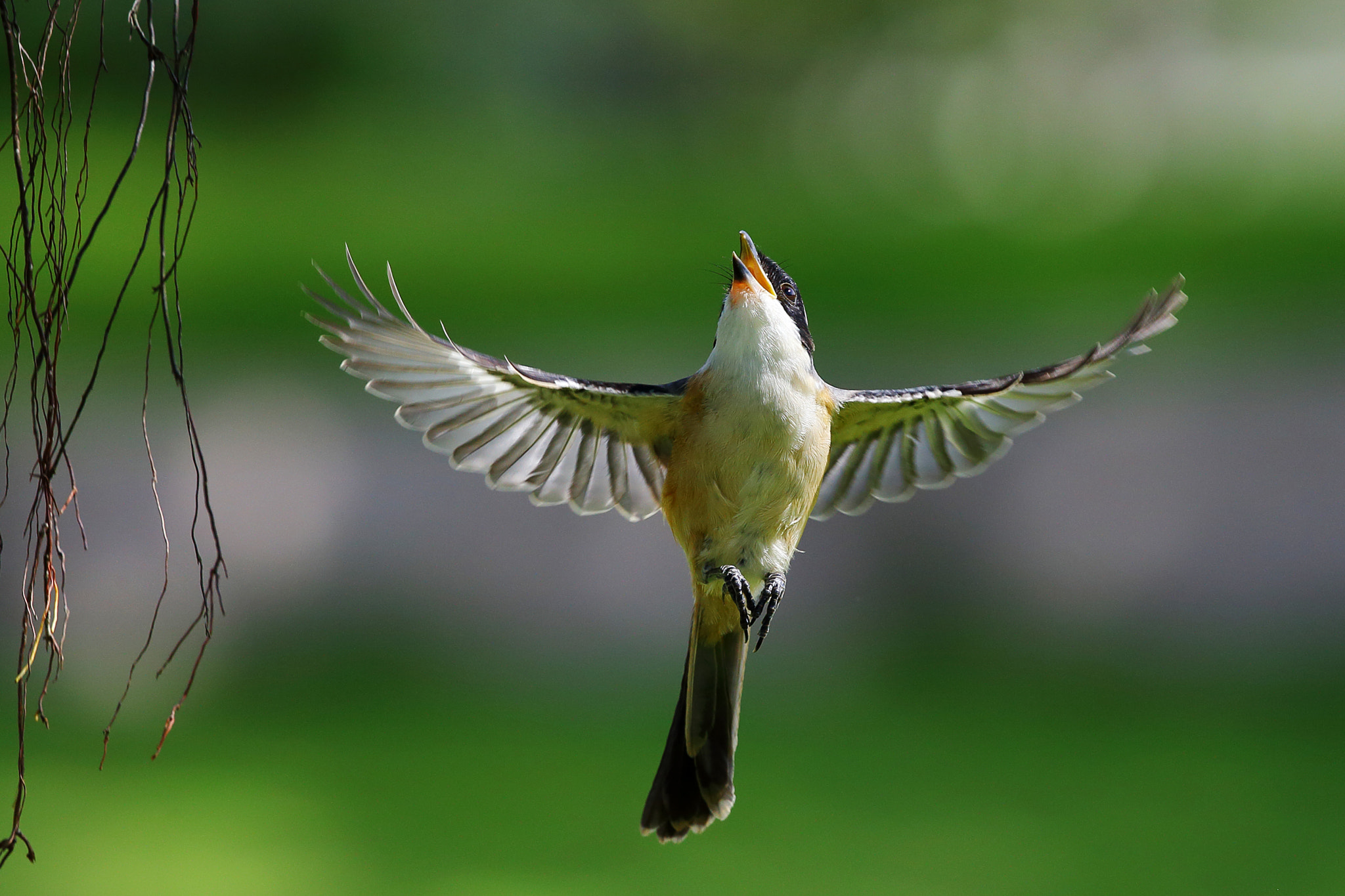 Canon EF 300mm F2.8L IS II USM sample photo. The dance of flying photography