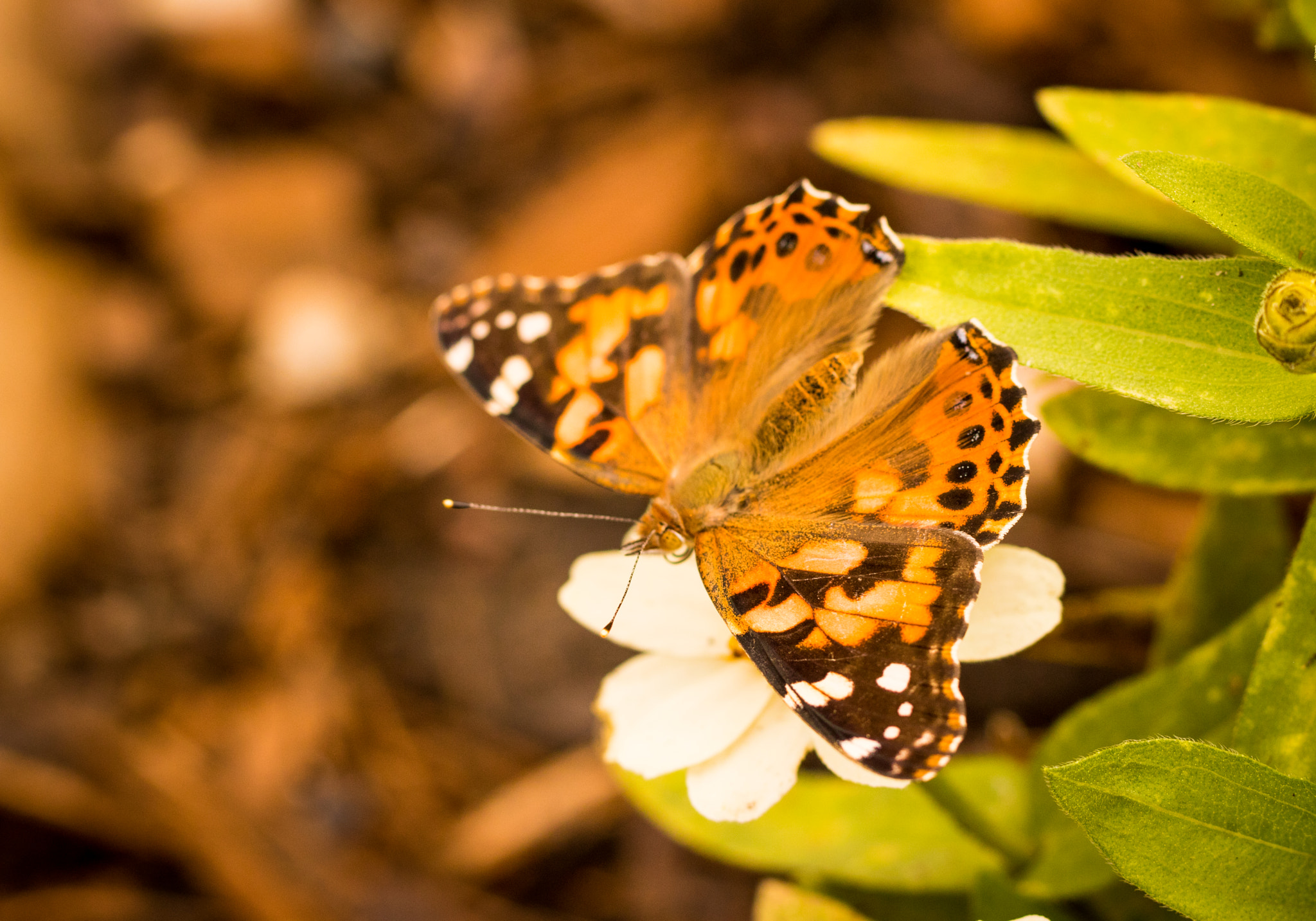 Canon EOS 760D (EOS Rebel T6s / EOS 8000D) sample photo. Hairy butterfly photography