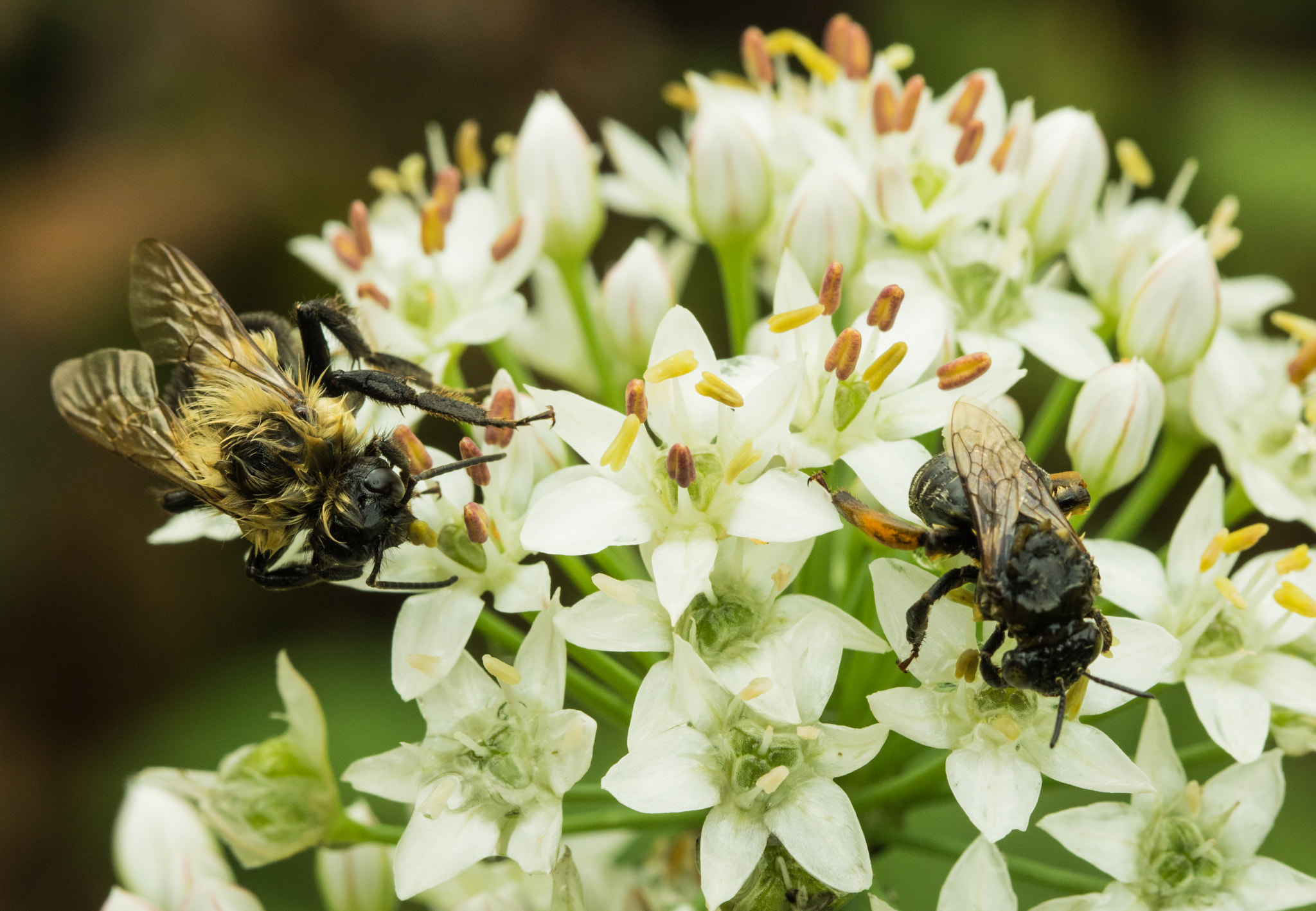Canon EOS 760D (EOS Rebel T6s / EOS 8000D) sample photo. Two bees on white flowers photography