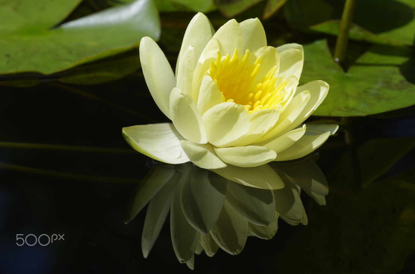 Pentax K-30 sample photo. Water lily photography