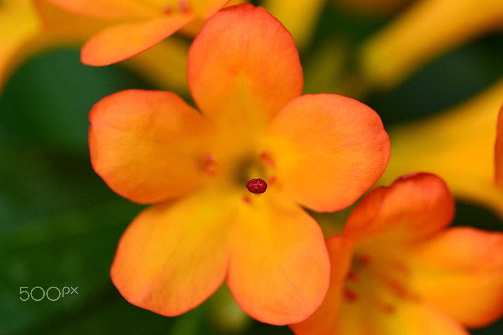 Nikon D600 sample photo. Rhododendron laetum photography
