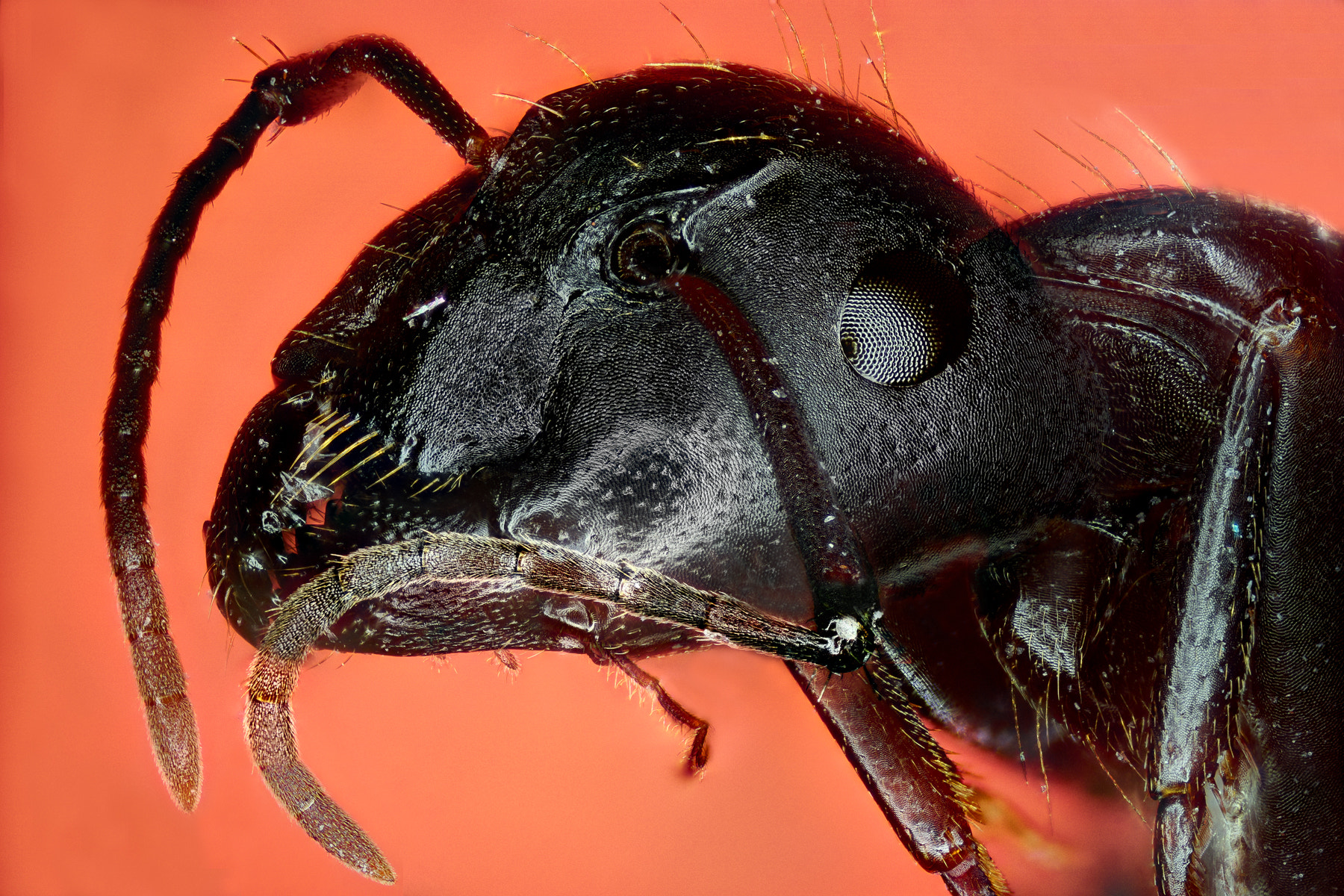 90mm F2.8 sample photo. Portrait of an ant photography